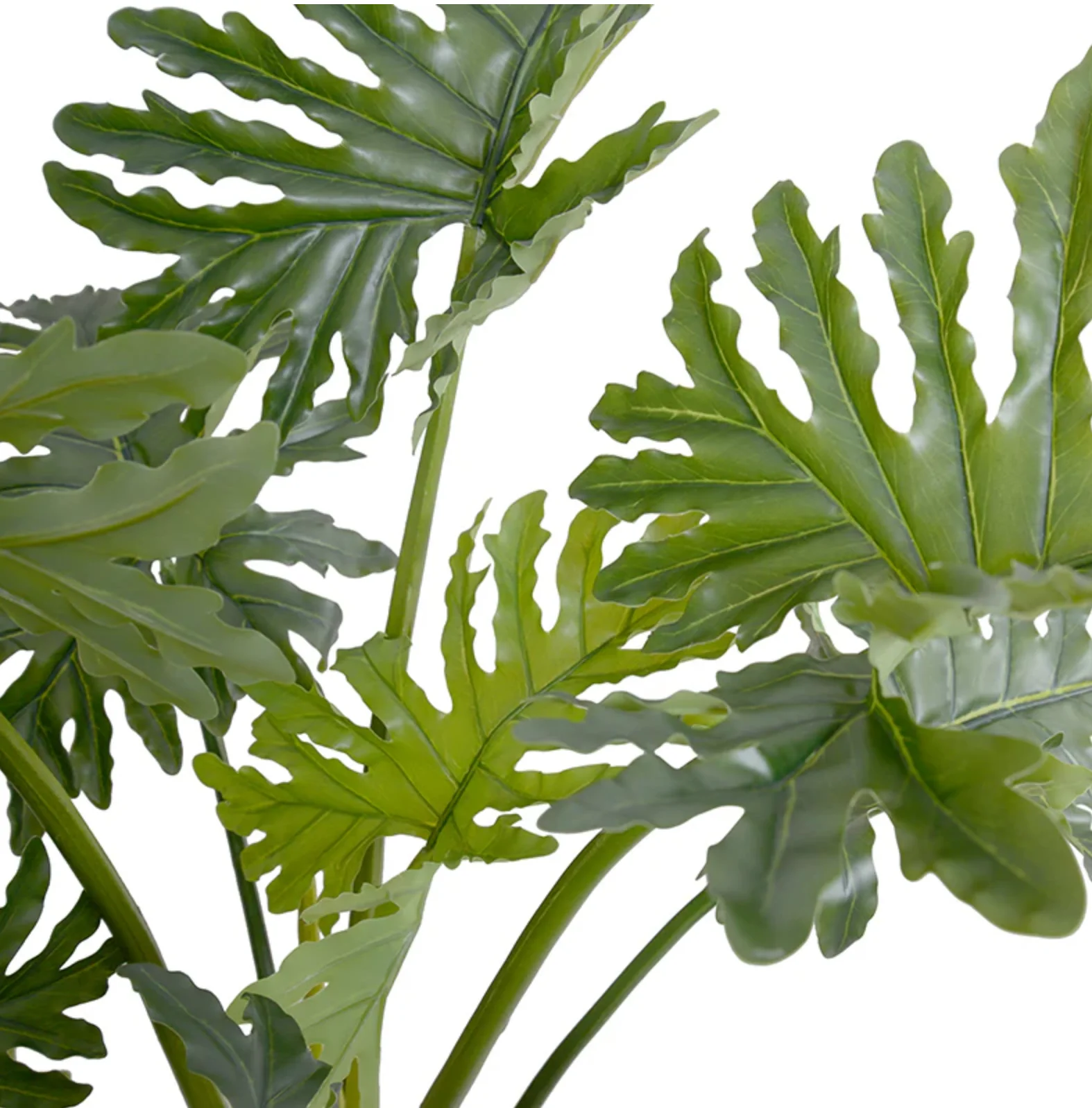 Philodendron Selloum Plant - Image 3