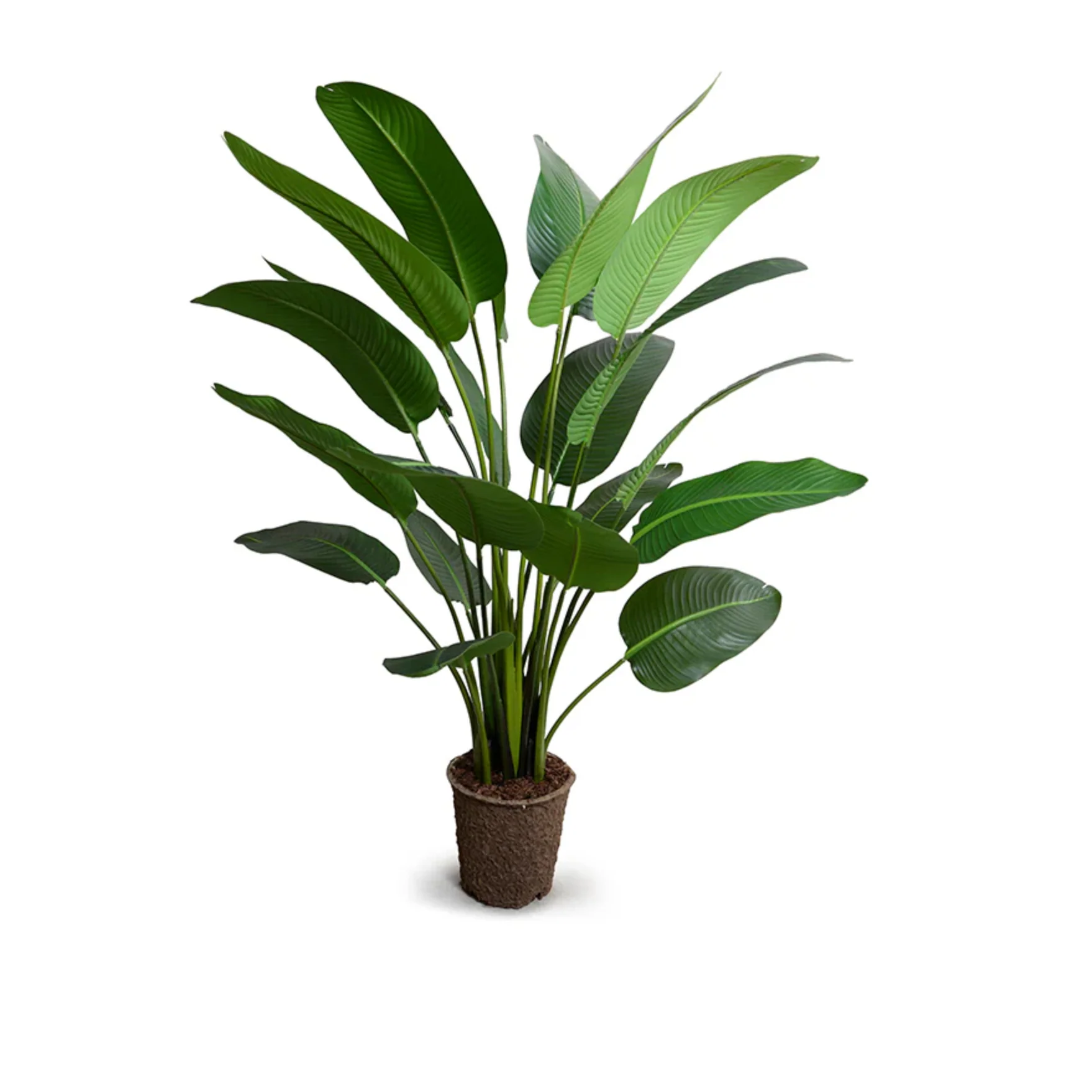 Traveller's Palm Tree - Image 1