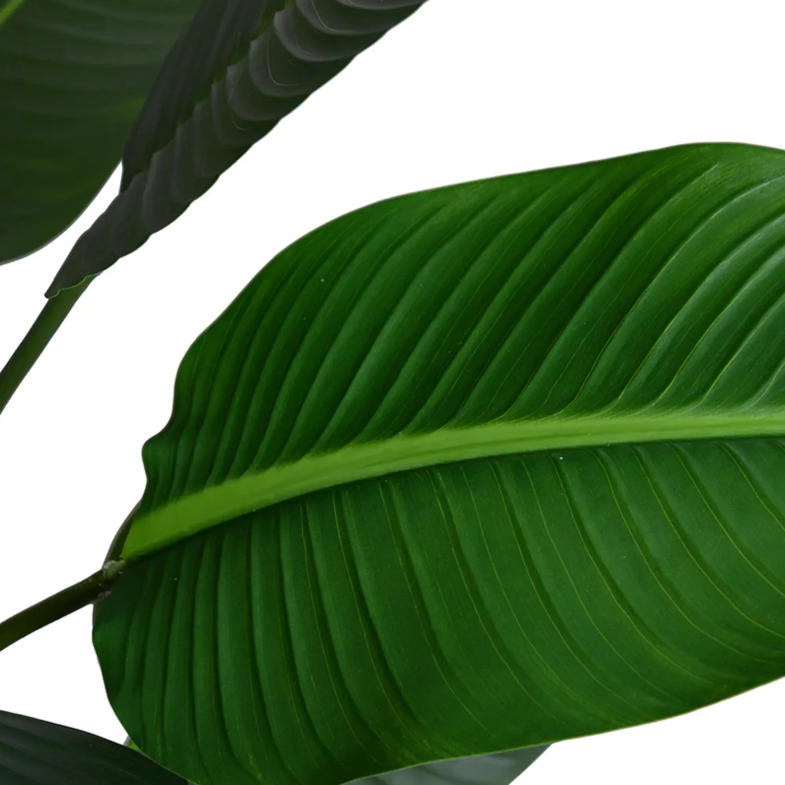 Traveller's Palm Tree - Image 2
