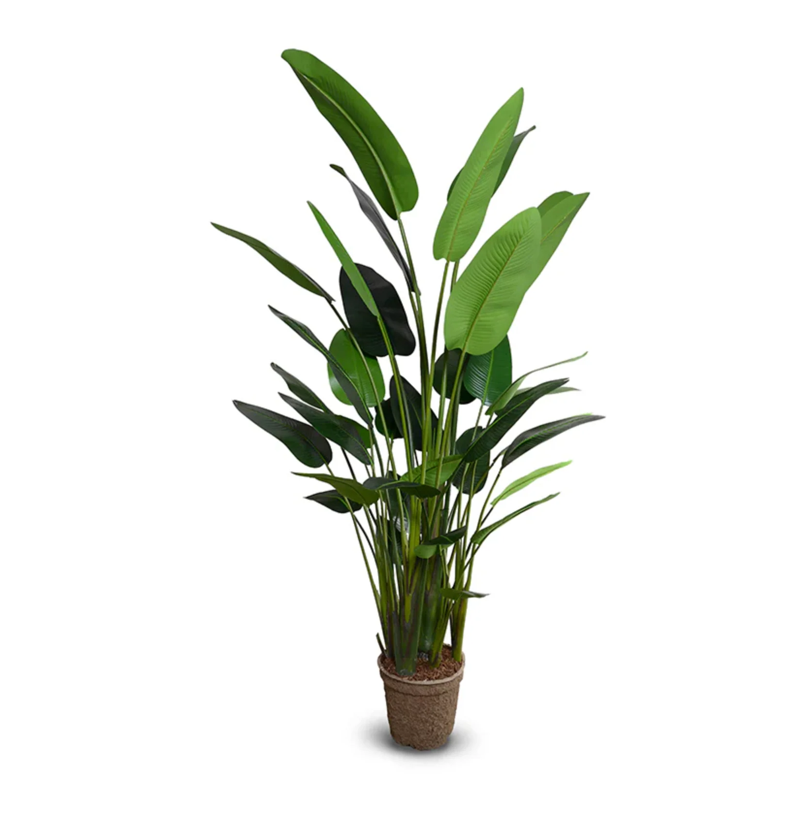 Traveller’s Palm Tree Luxe