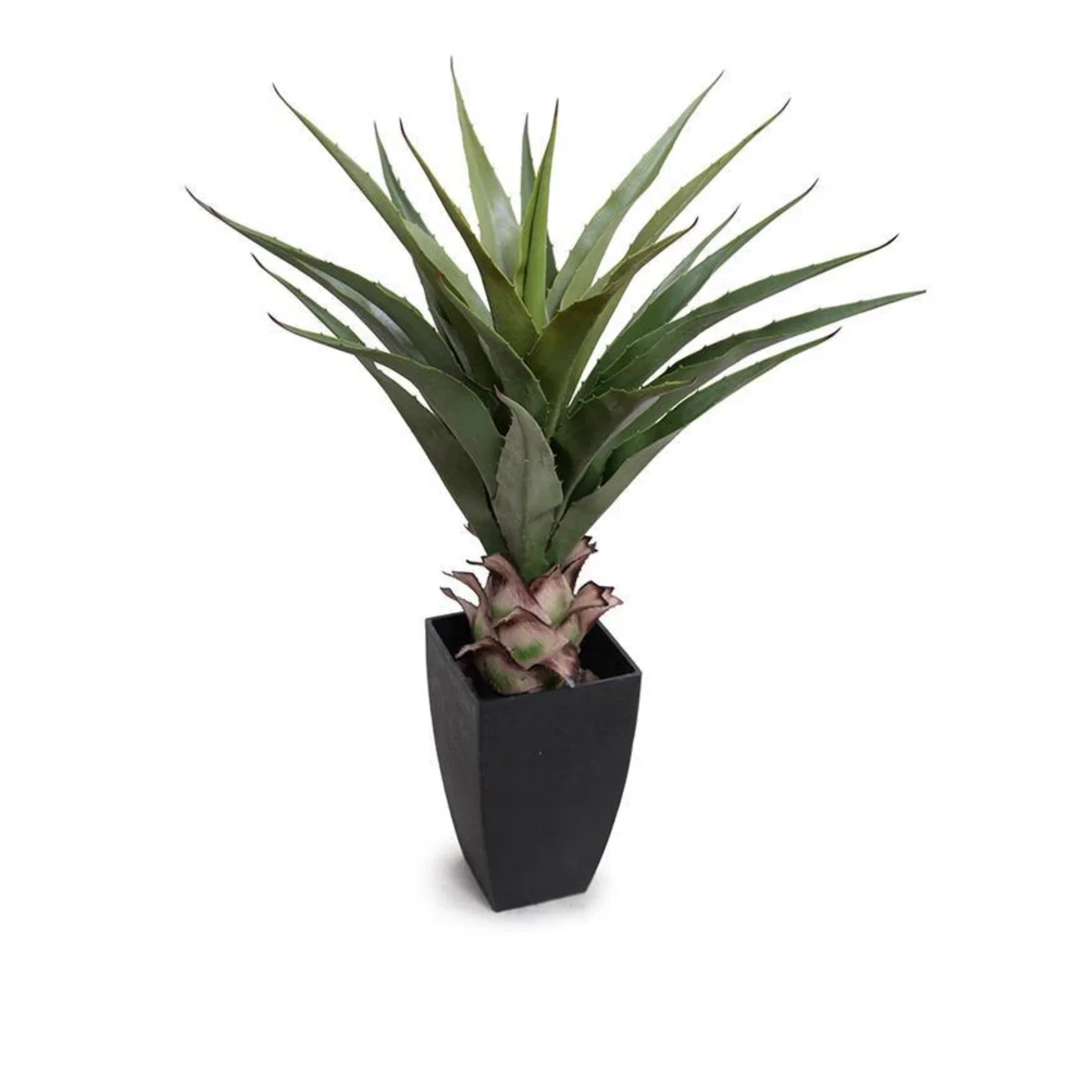 Agave Plant - Image 1