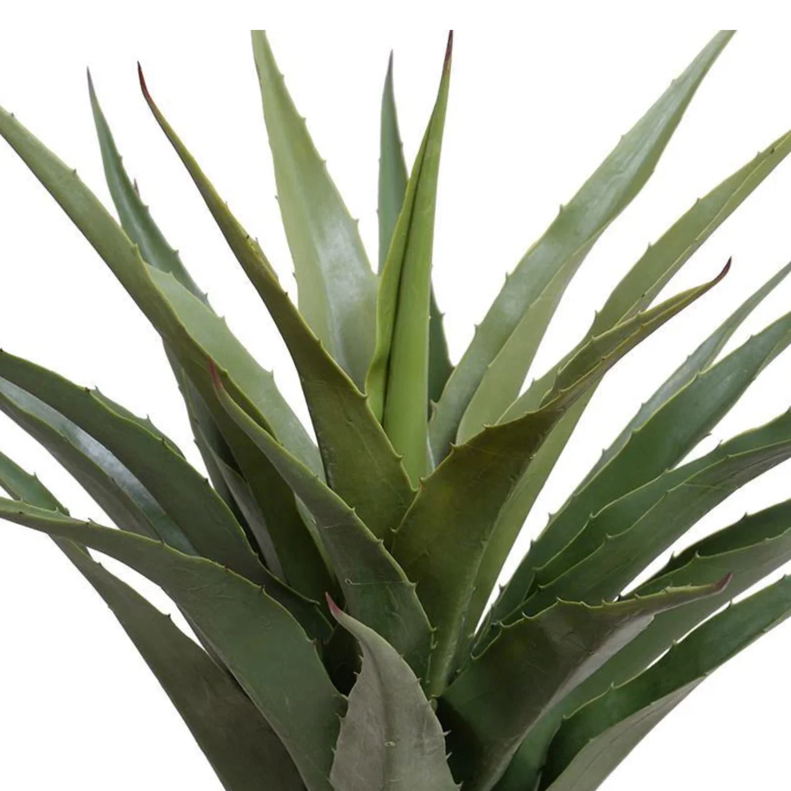 Agave Plant - Image 2
