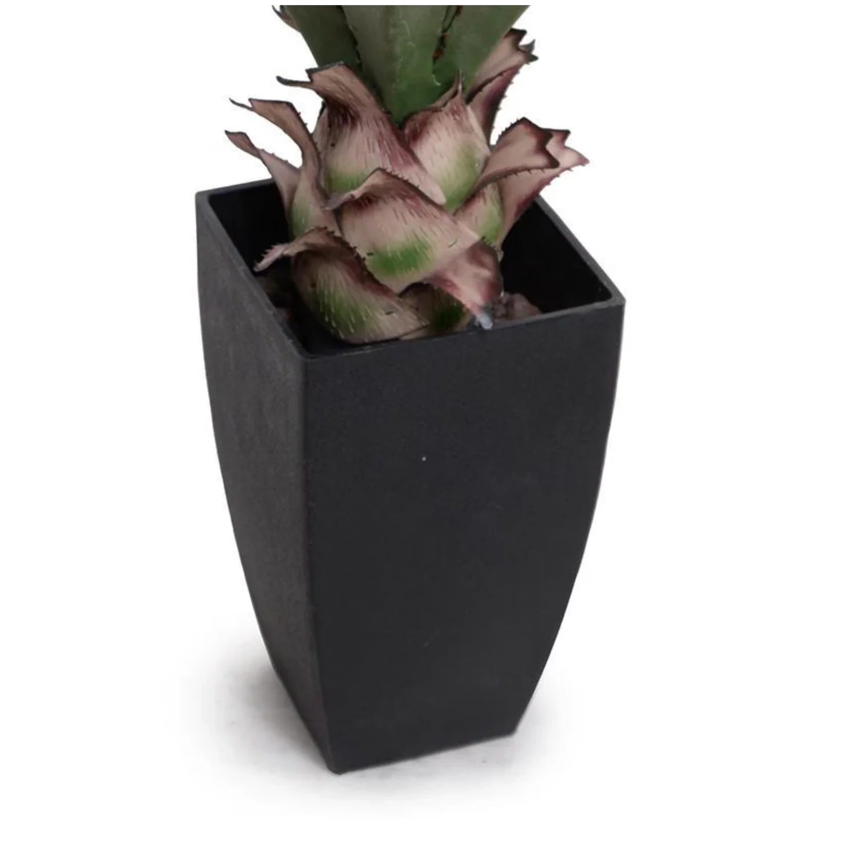 Agave Plant - Image 3