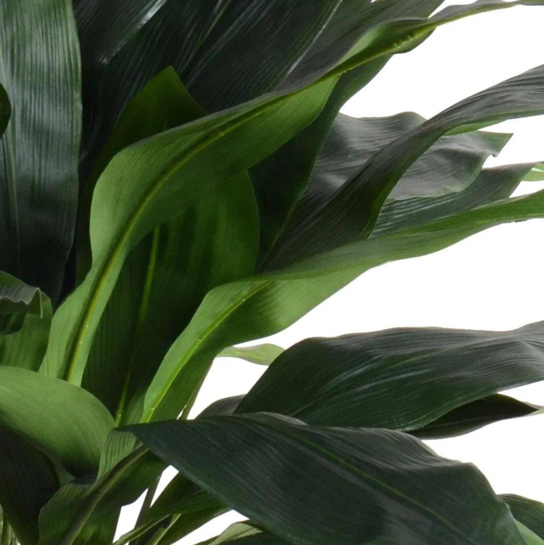 Aspidistra Plant - Image 2