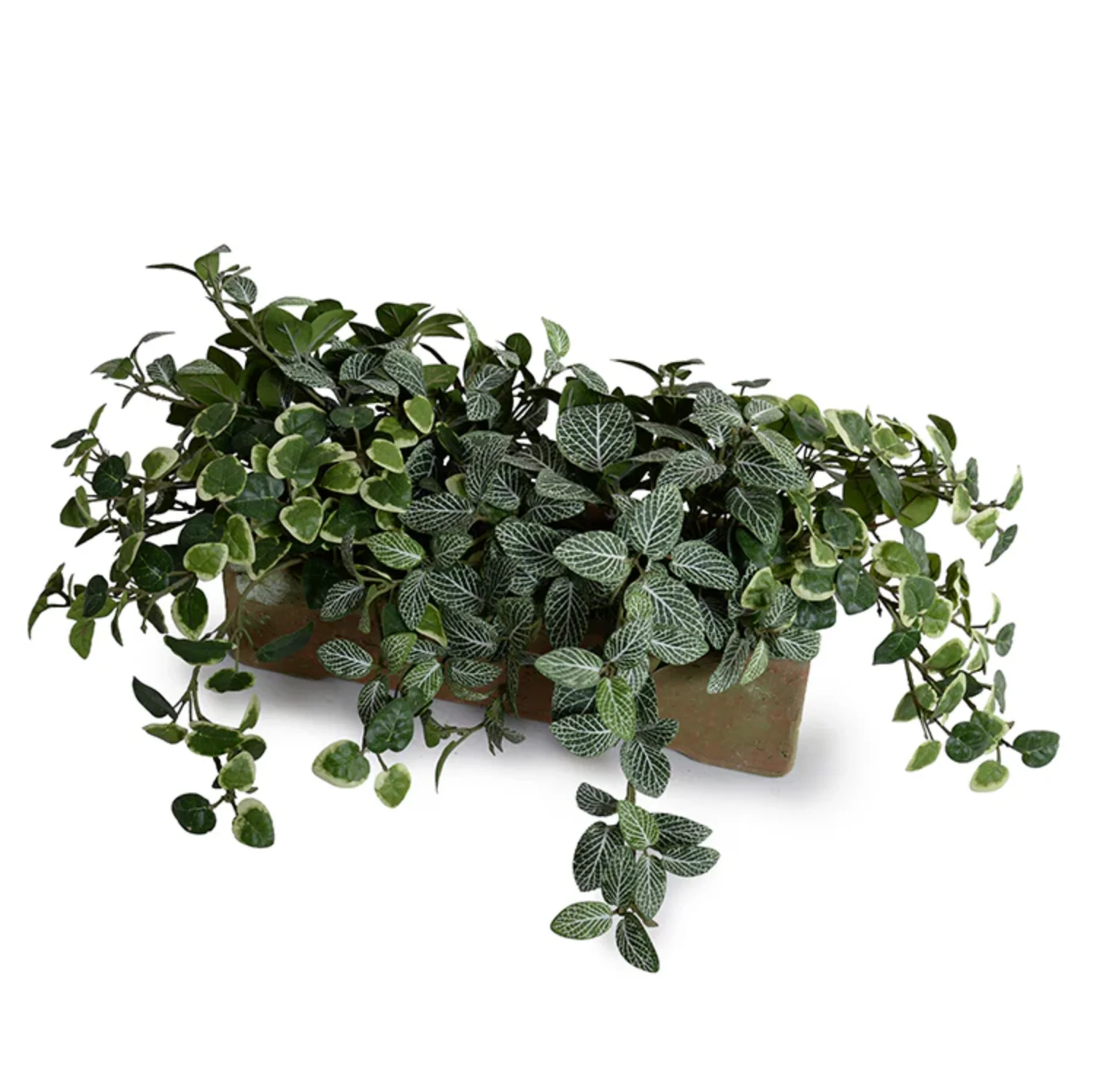 Assorted Greenery in long clay planter - Image 1