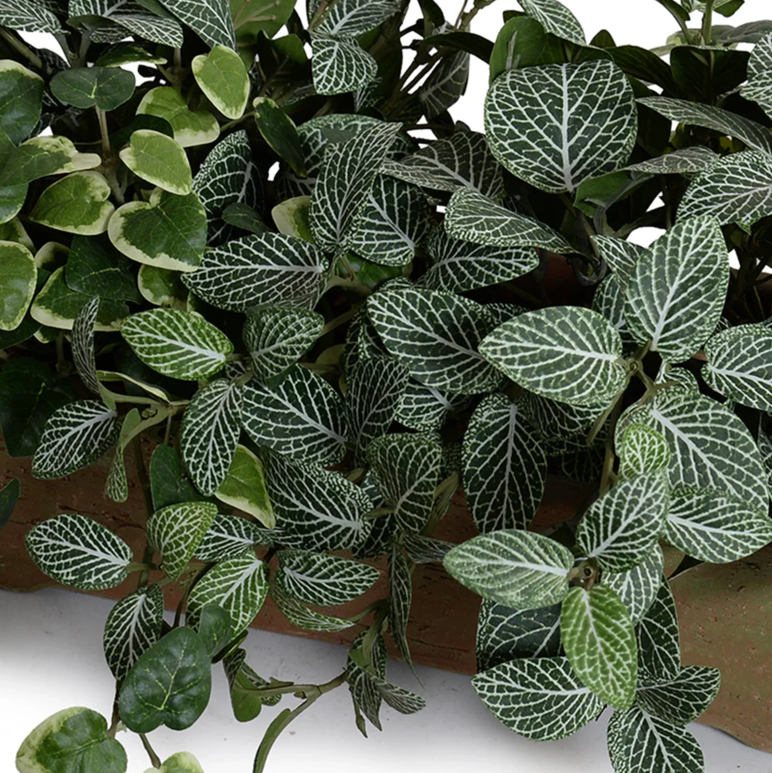 Assorted Greenery in long clay planter - Image 2