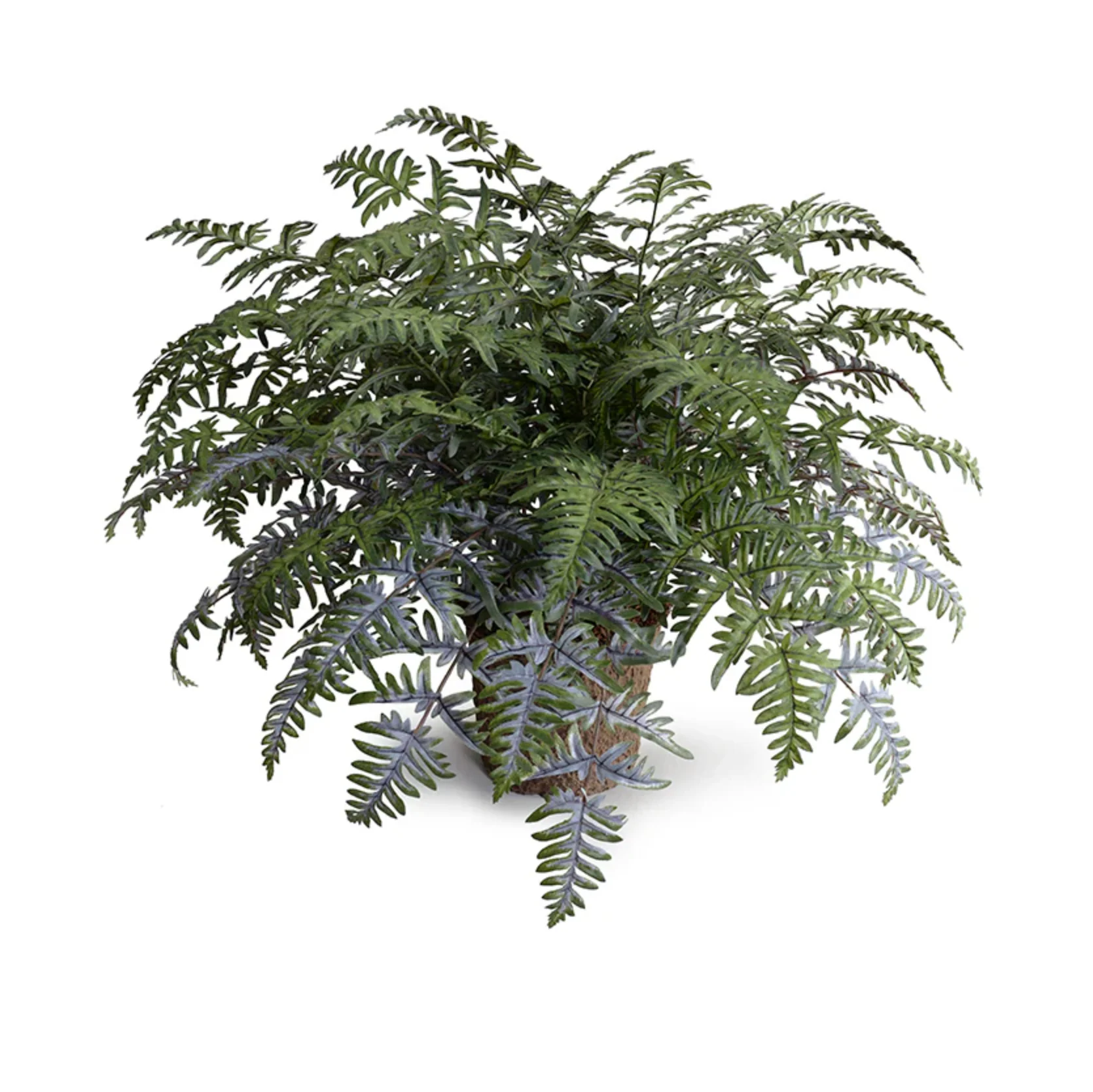 Athyrium Lady Fern - Image 1