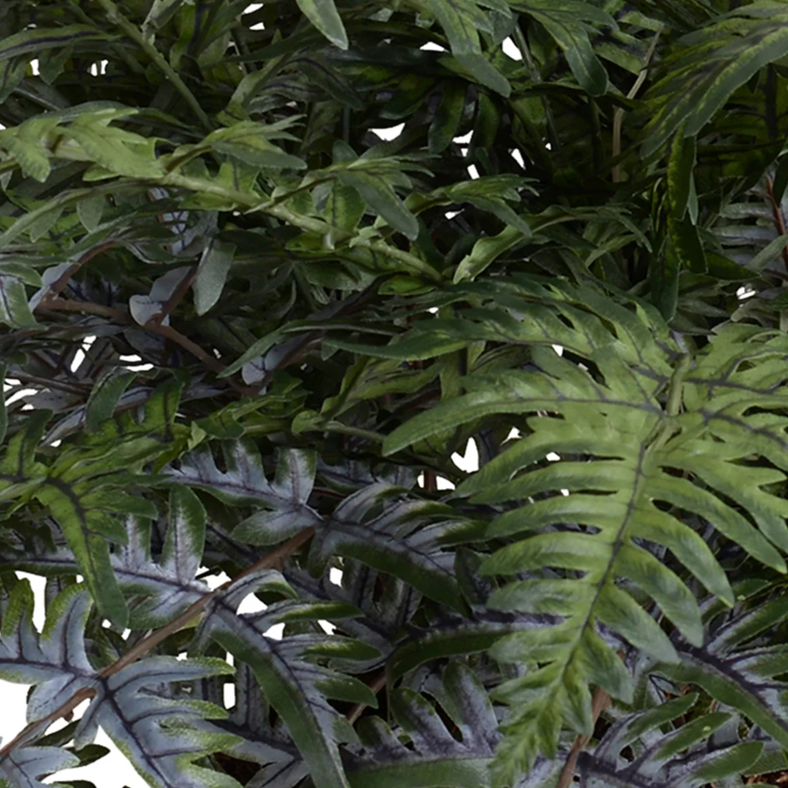 Athyrium Lady Fern - Image 2