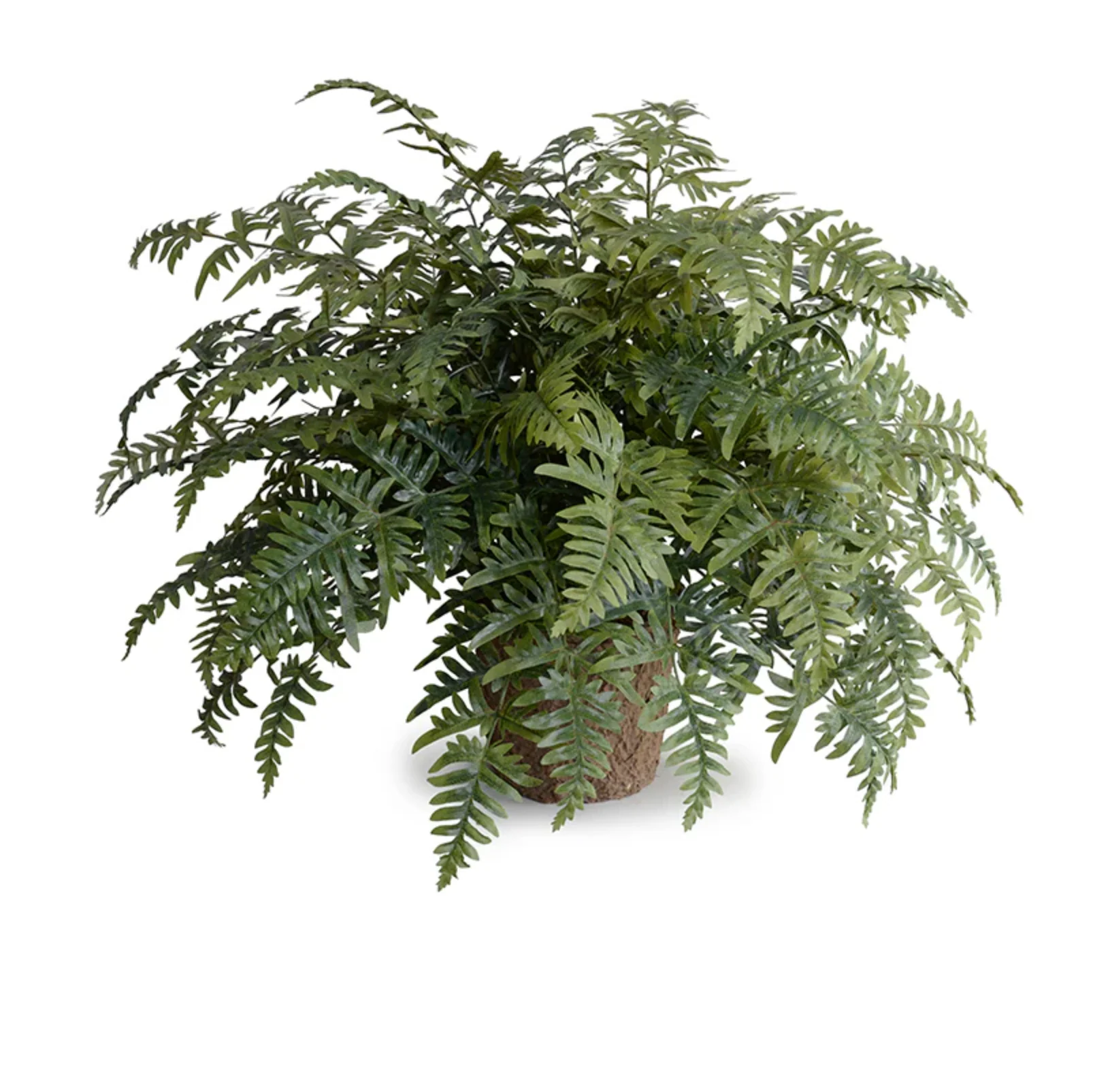 Athyrium Lady Fern - Image 3