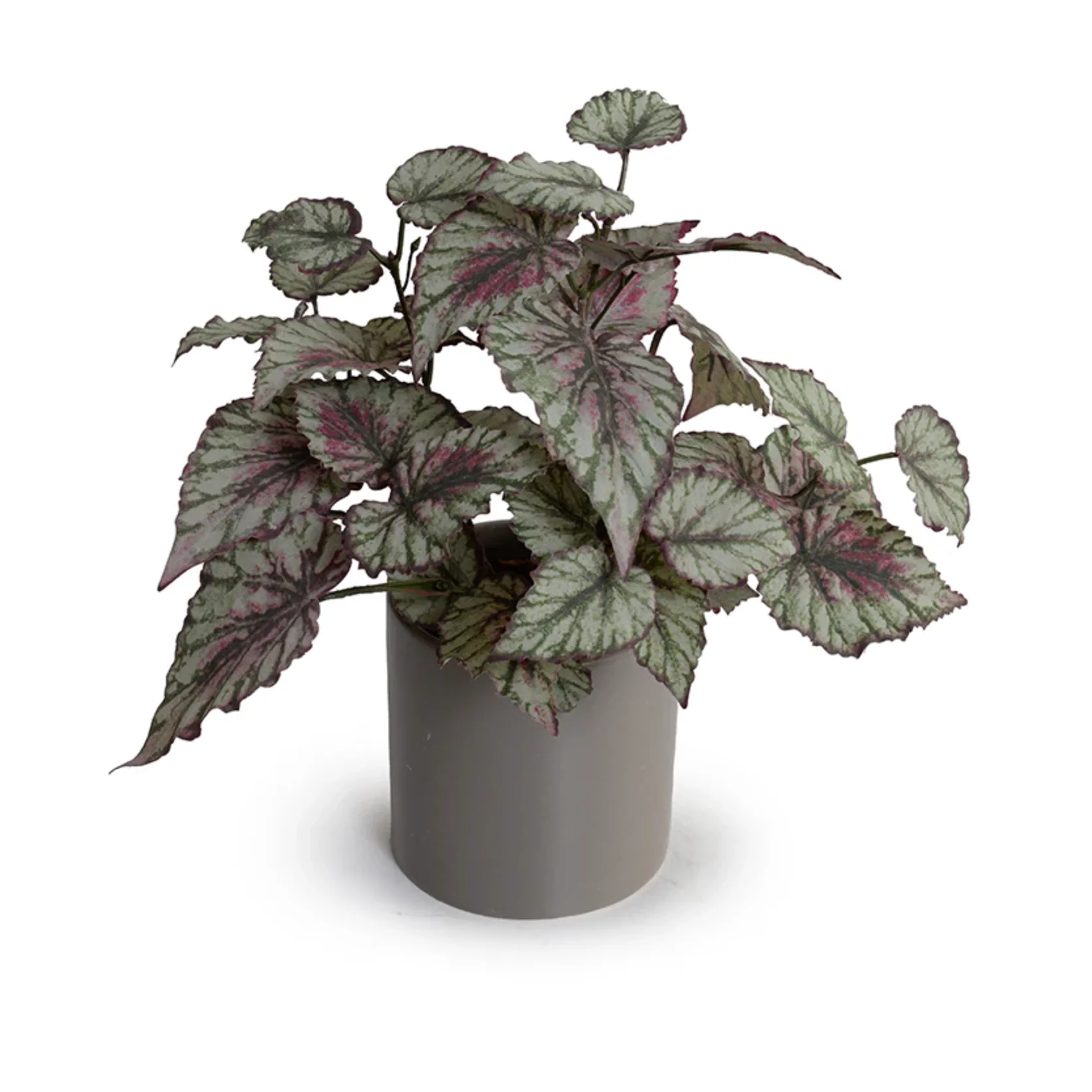 Begonia Plant in ceramic pot - Image 1