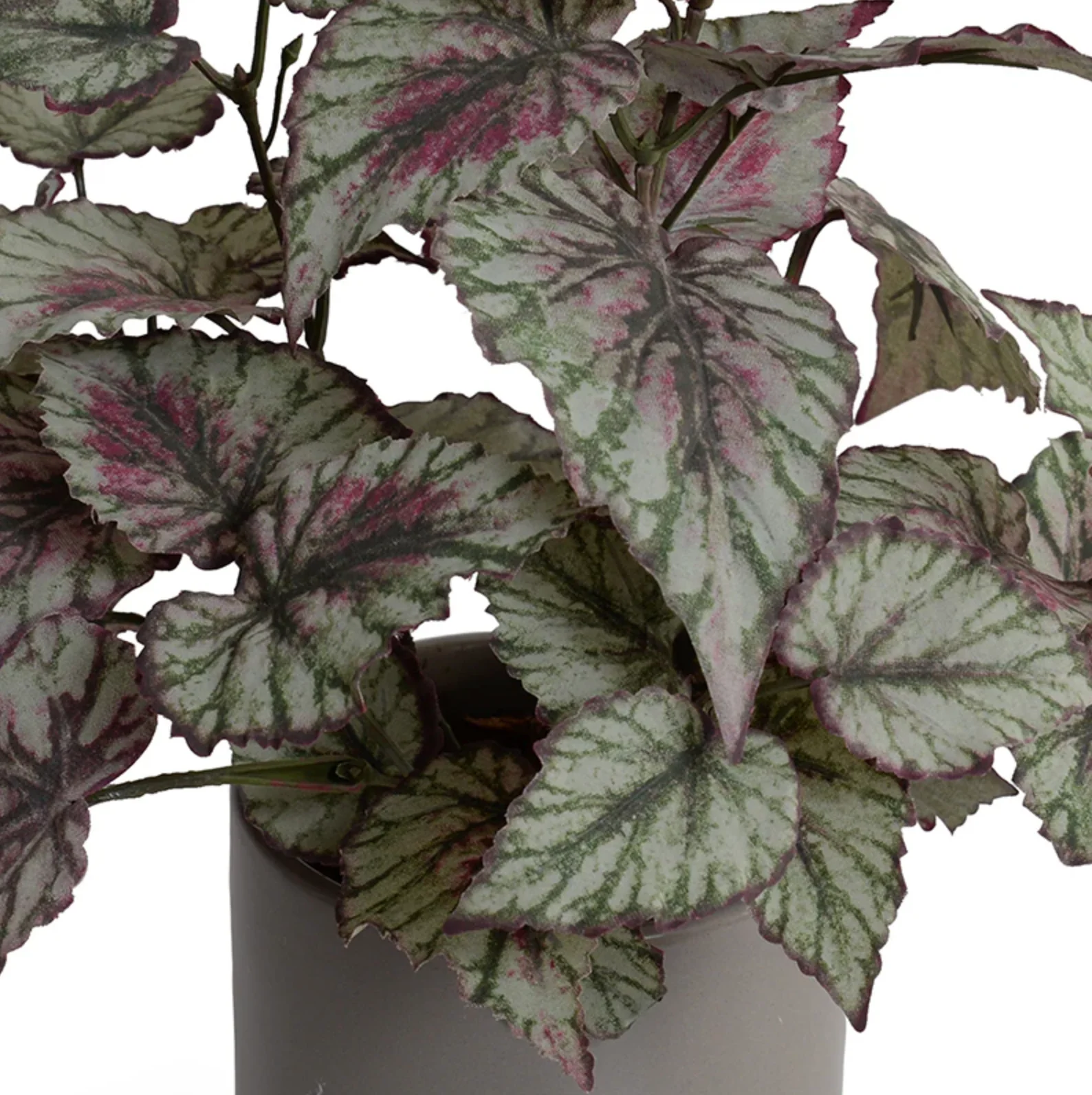 Begonia Plant in ceramic pot - Image 2