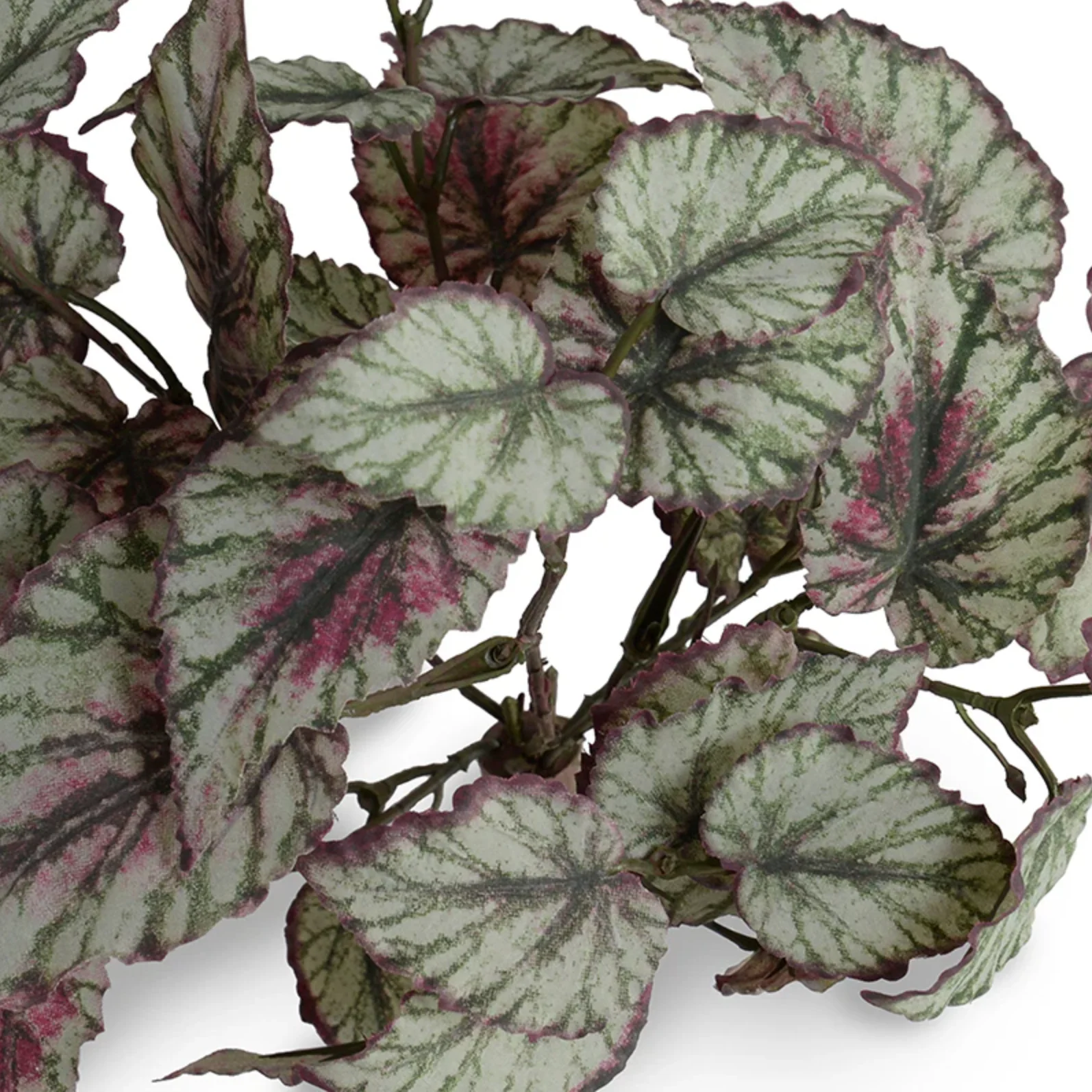 Begonia Plant in ceramic pot - Image 3