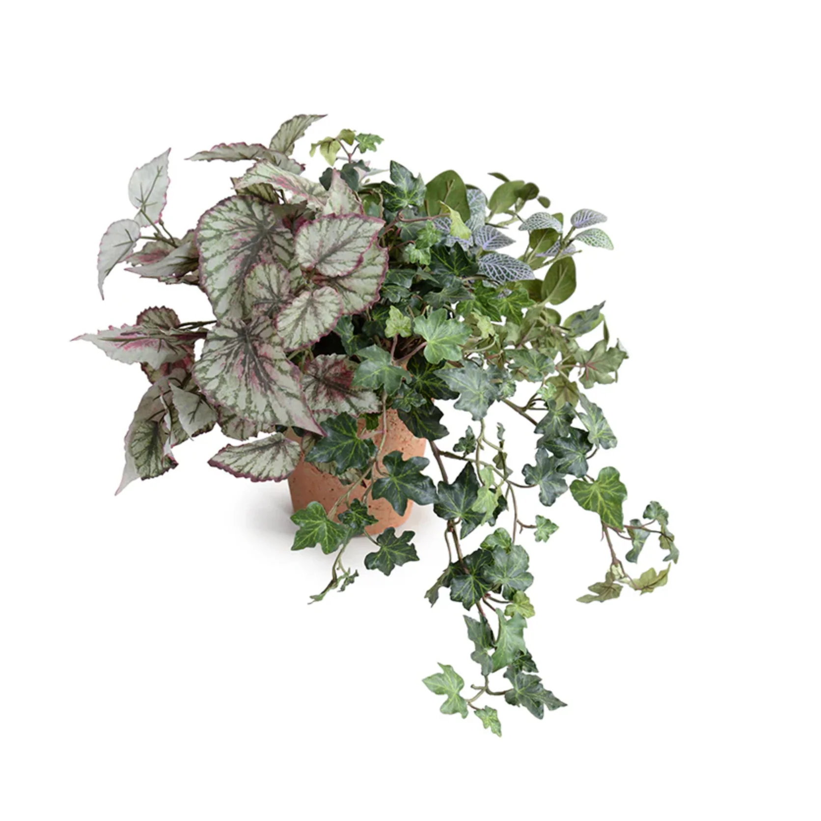 Begonia, Fittonia & Ivy in Terracotta - Image 1
