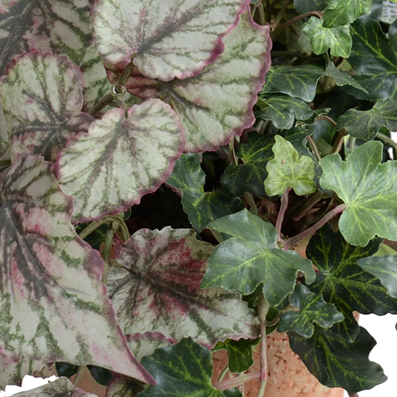 Begonia, Fittonia & Ivy in Terracotta - Image 2