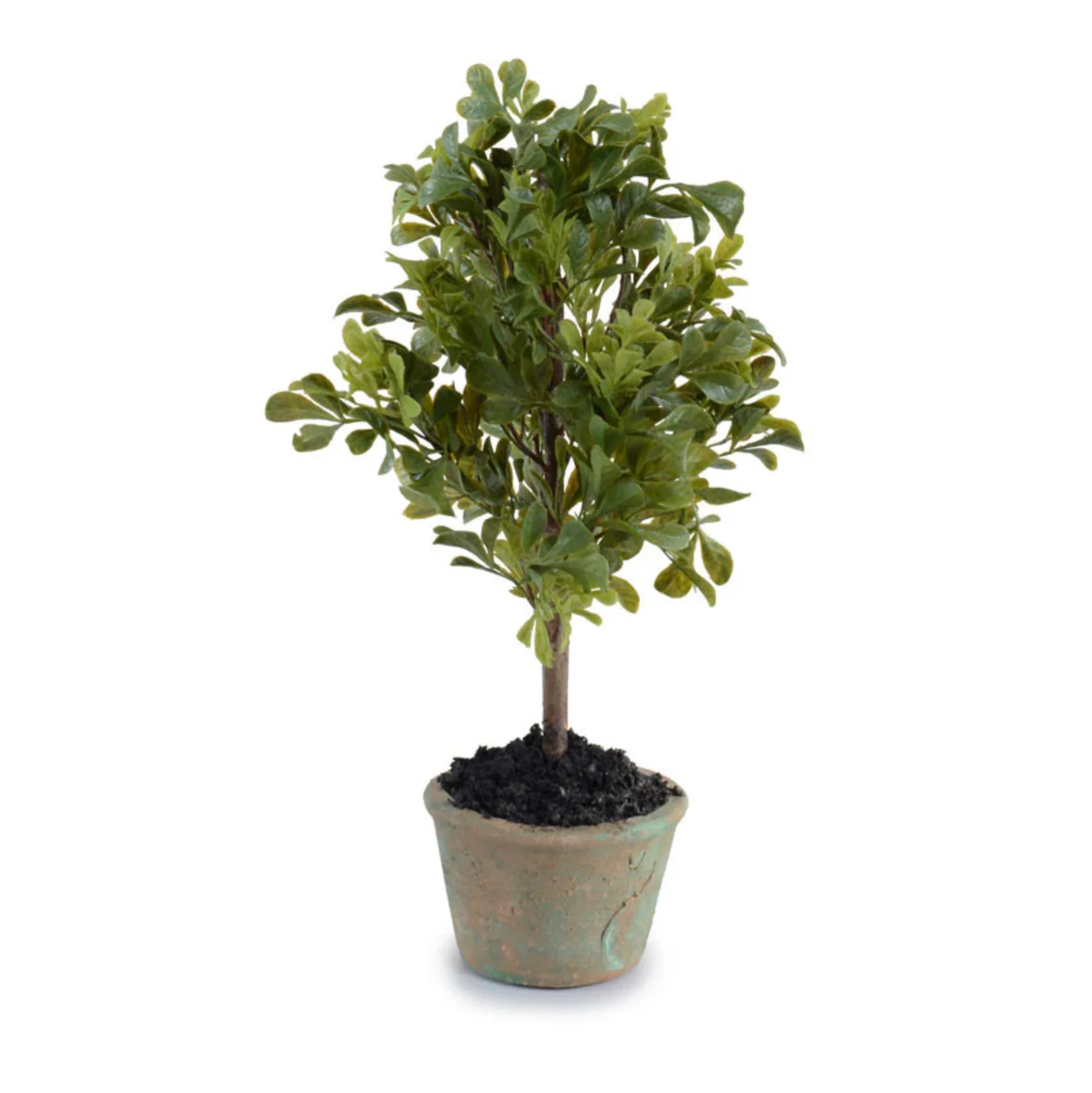 Boxwood Mini Bush - Image 1