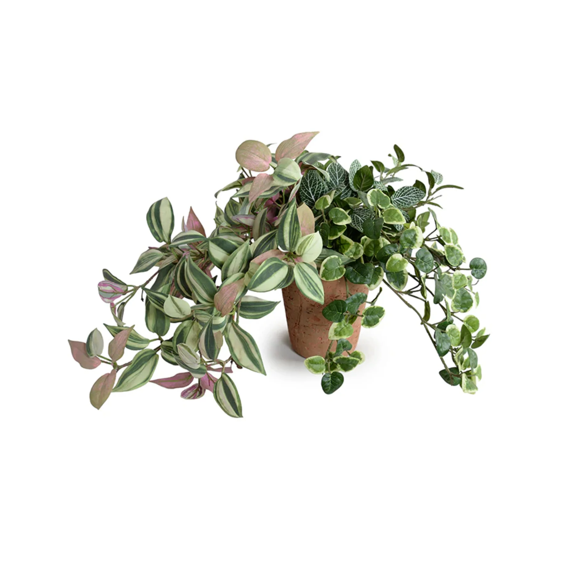 Creeping Fig, Fittonia & Inch Plants in Terracotta - Image 1