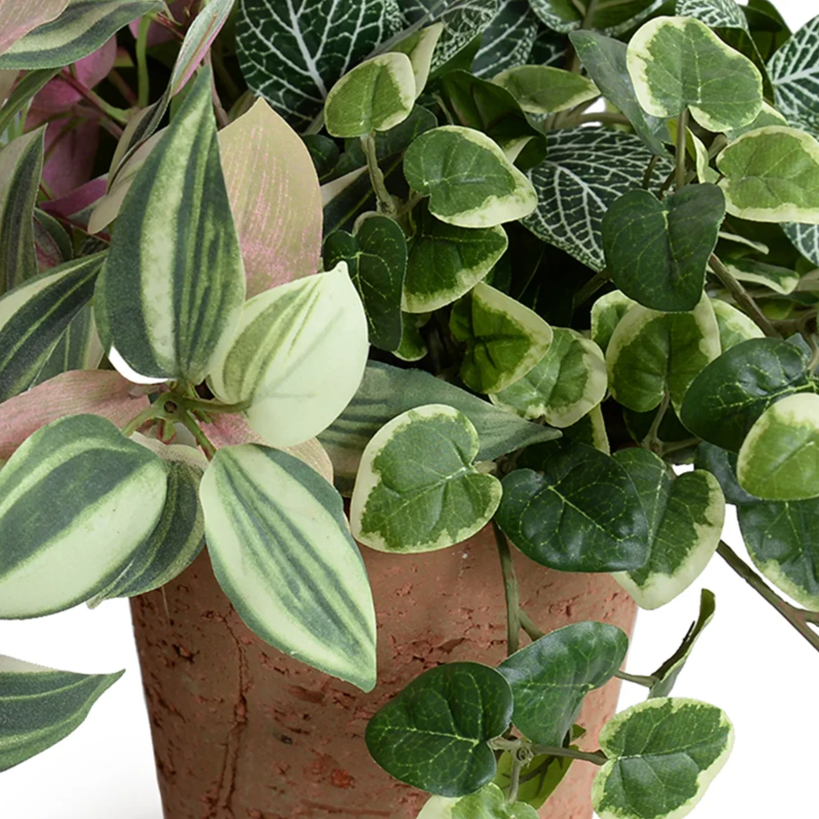 Creeping Fig, Fittonia & Inch Plants in Terracotta - Image 2