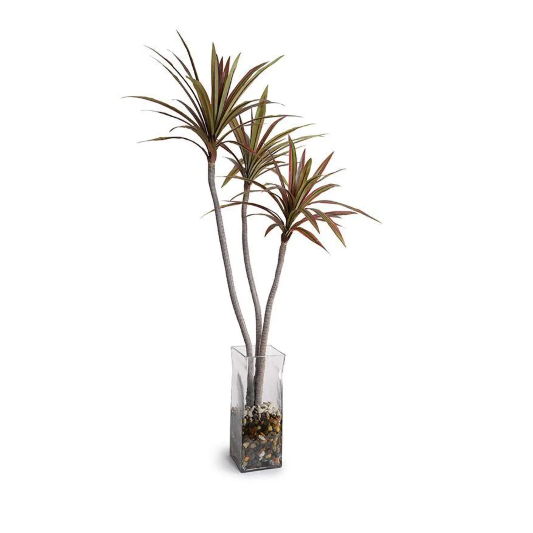 Dracaena Marginata Branch in Glass Column - Image 1