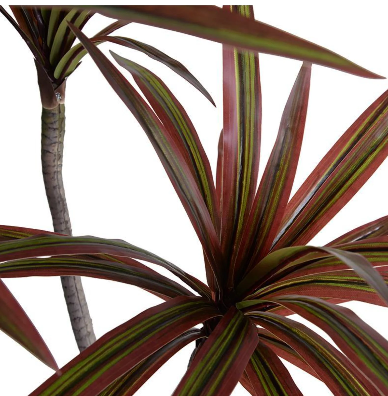 Dracaena Marginata Branch in Glass Column - Image 2