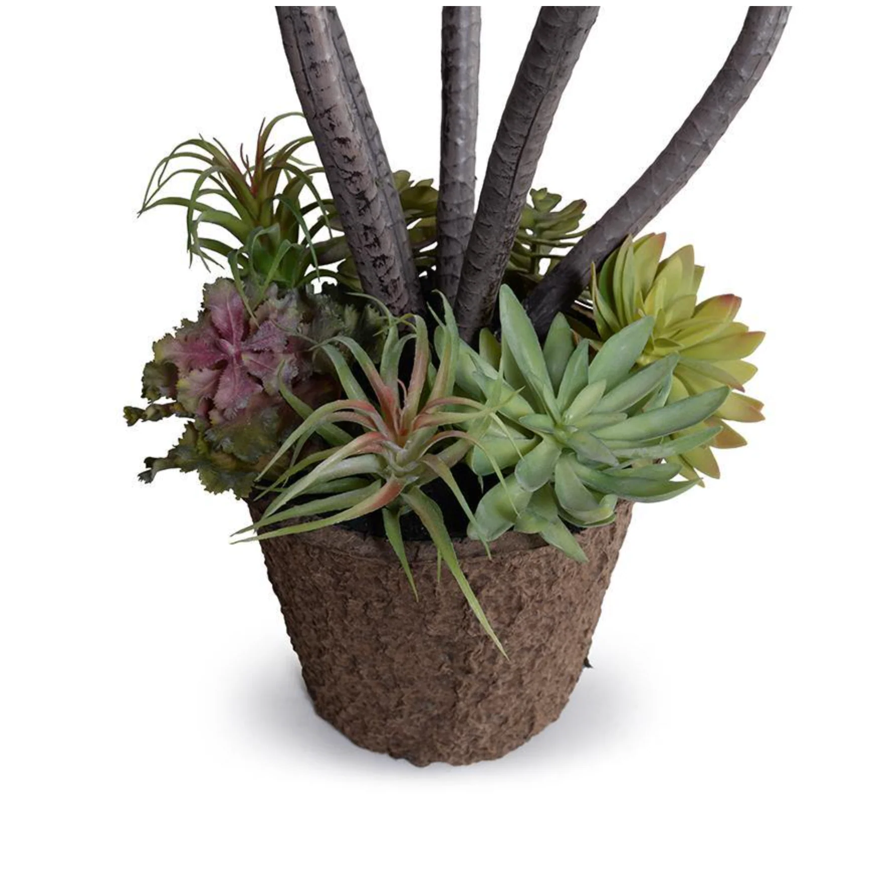 Dracaena Marginata Plant - Image 2