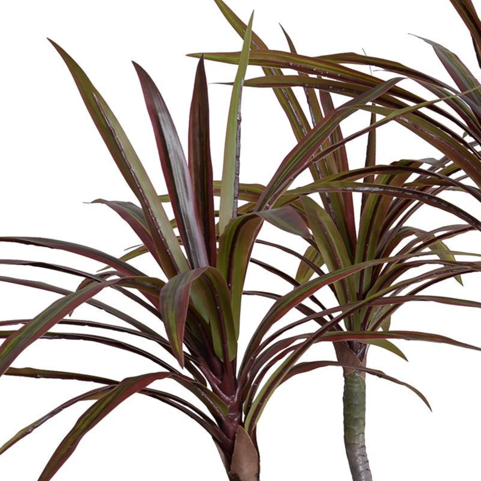 Dracaena Marginata Plant - Image 3