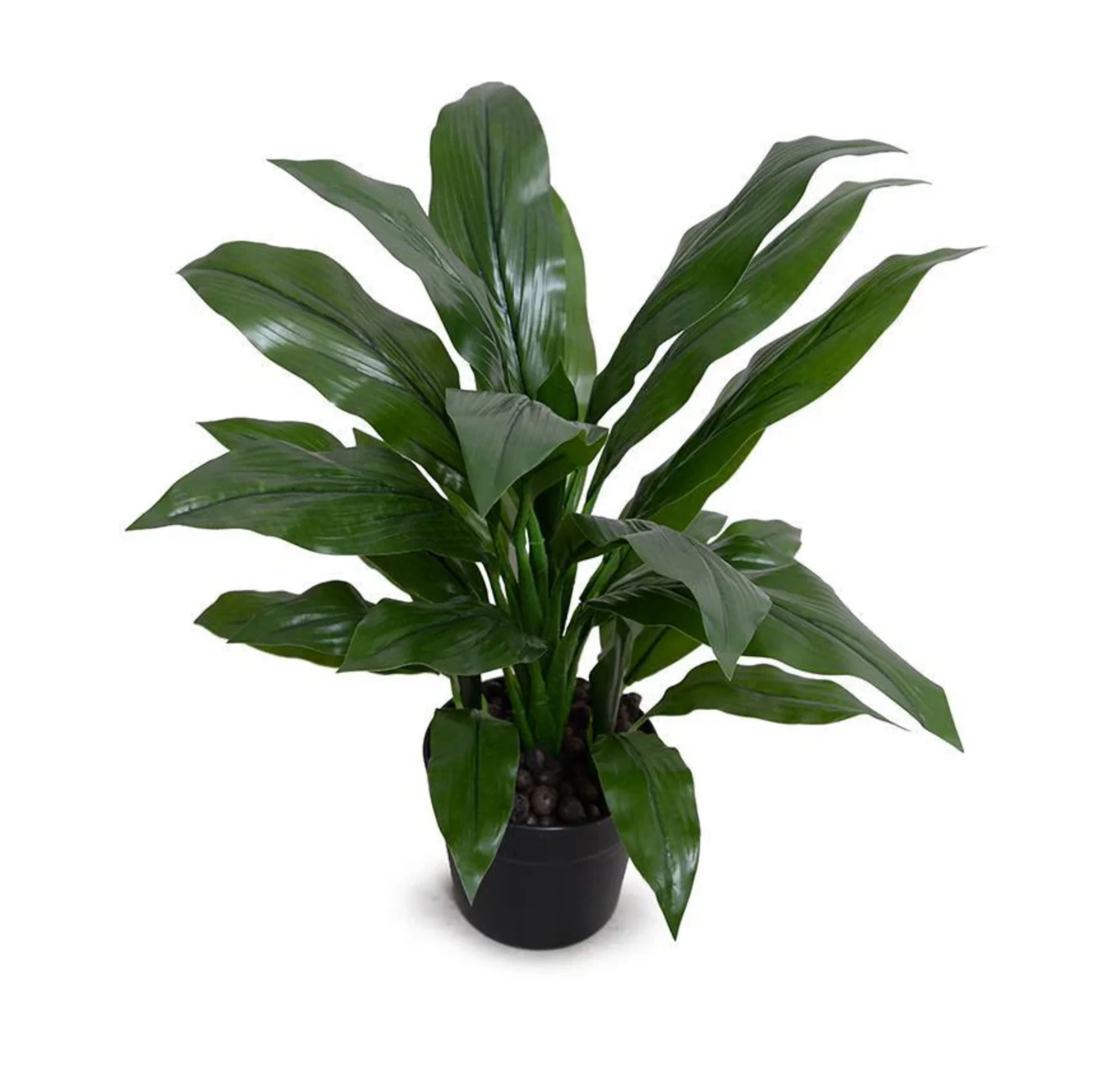 Dracaena Plant - Image 1