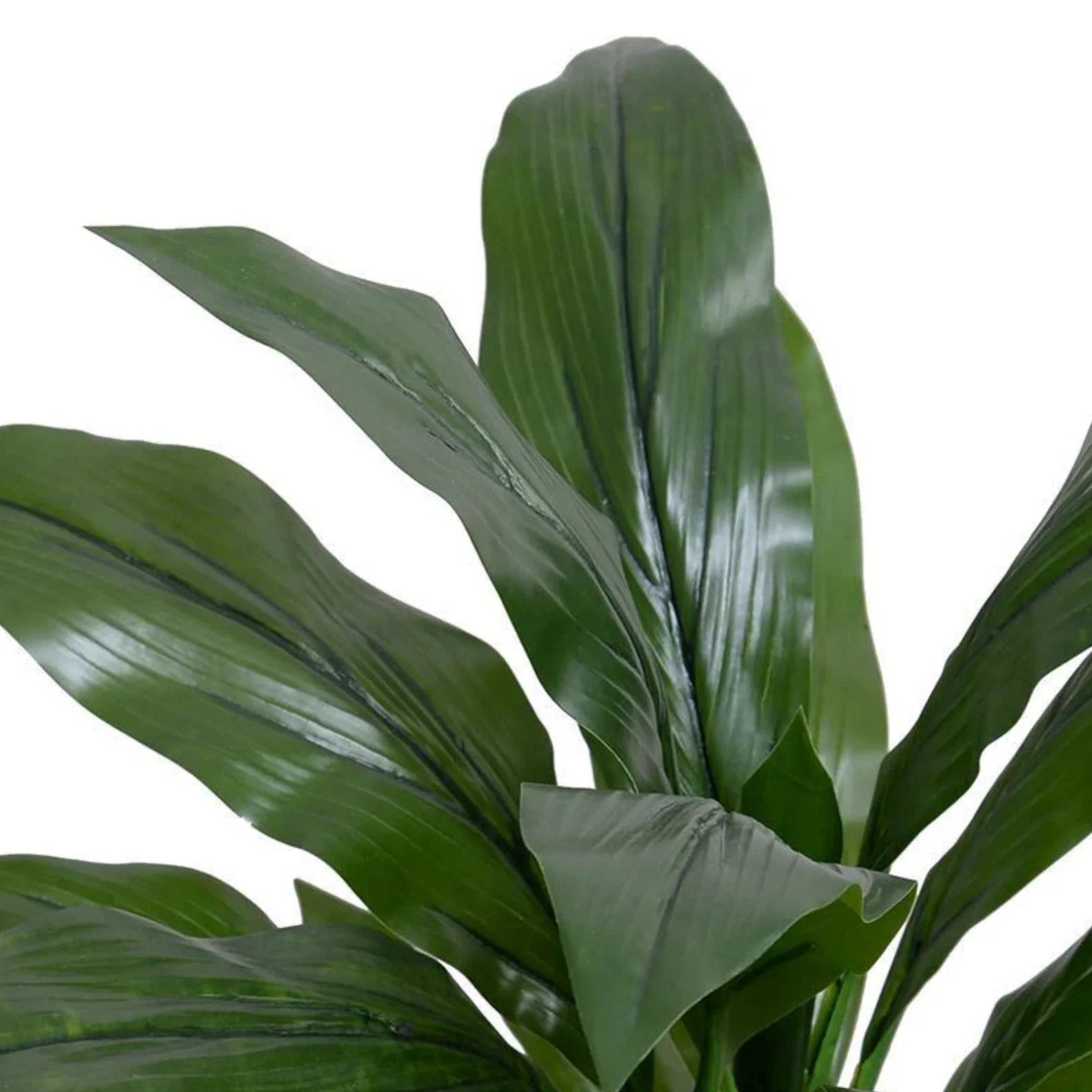 Dracaena Plant - Image 2