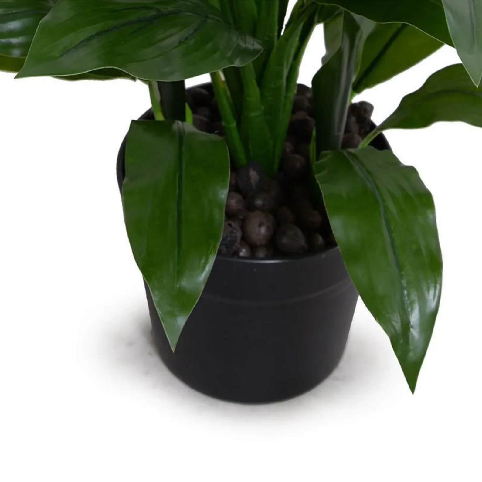 Dracaena Plant - Image 3