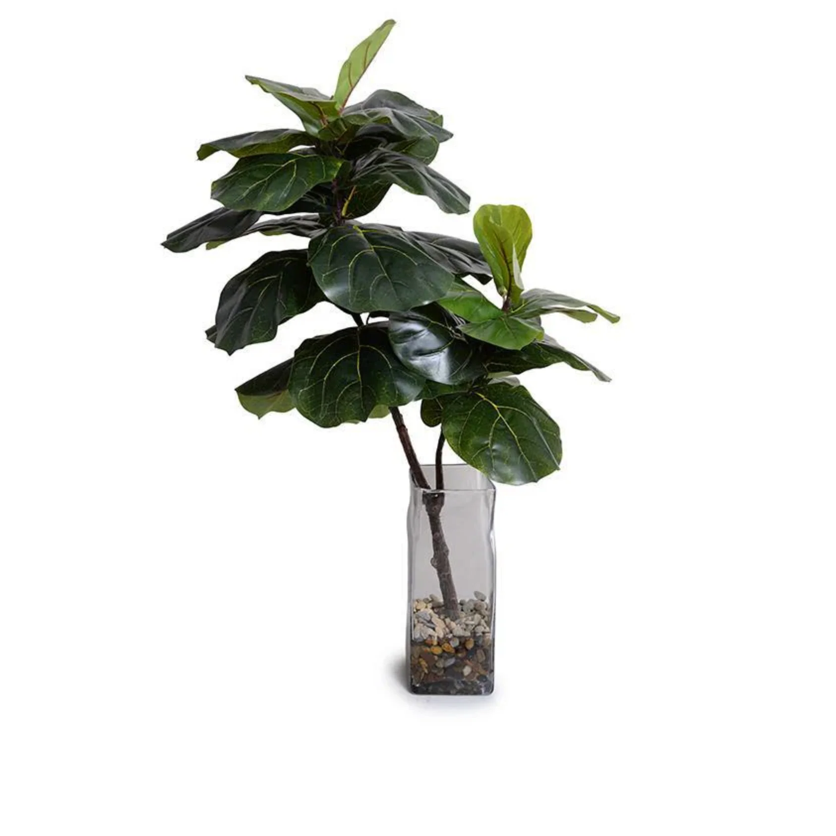 Fiddle Leaf Fig in Glass - Image 1