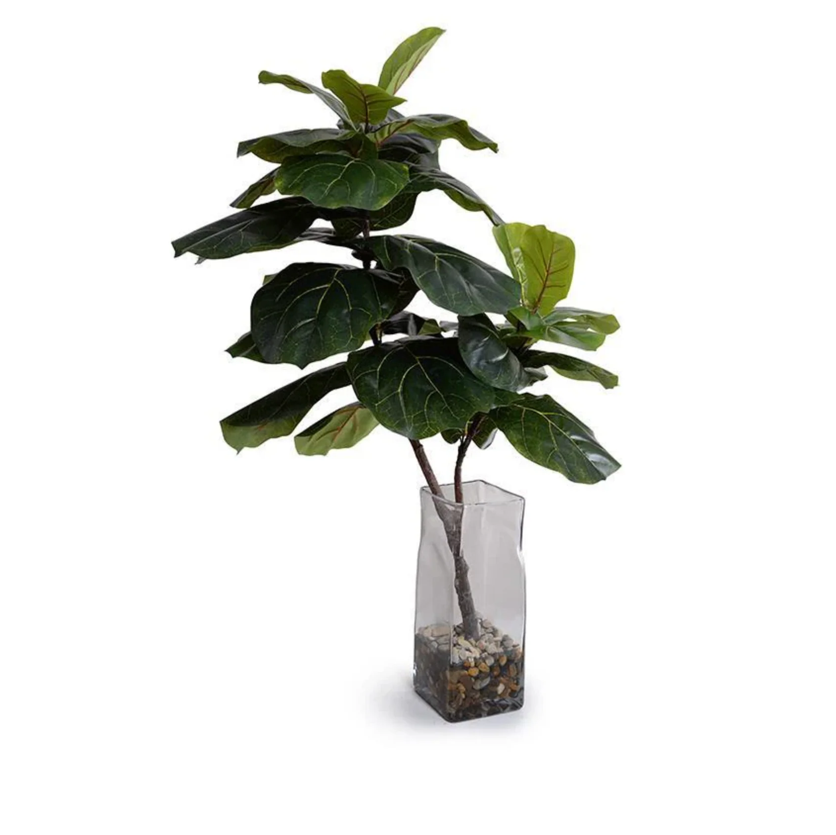 Fiddle Leaf Fig in Glass - Image 2