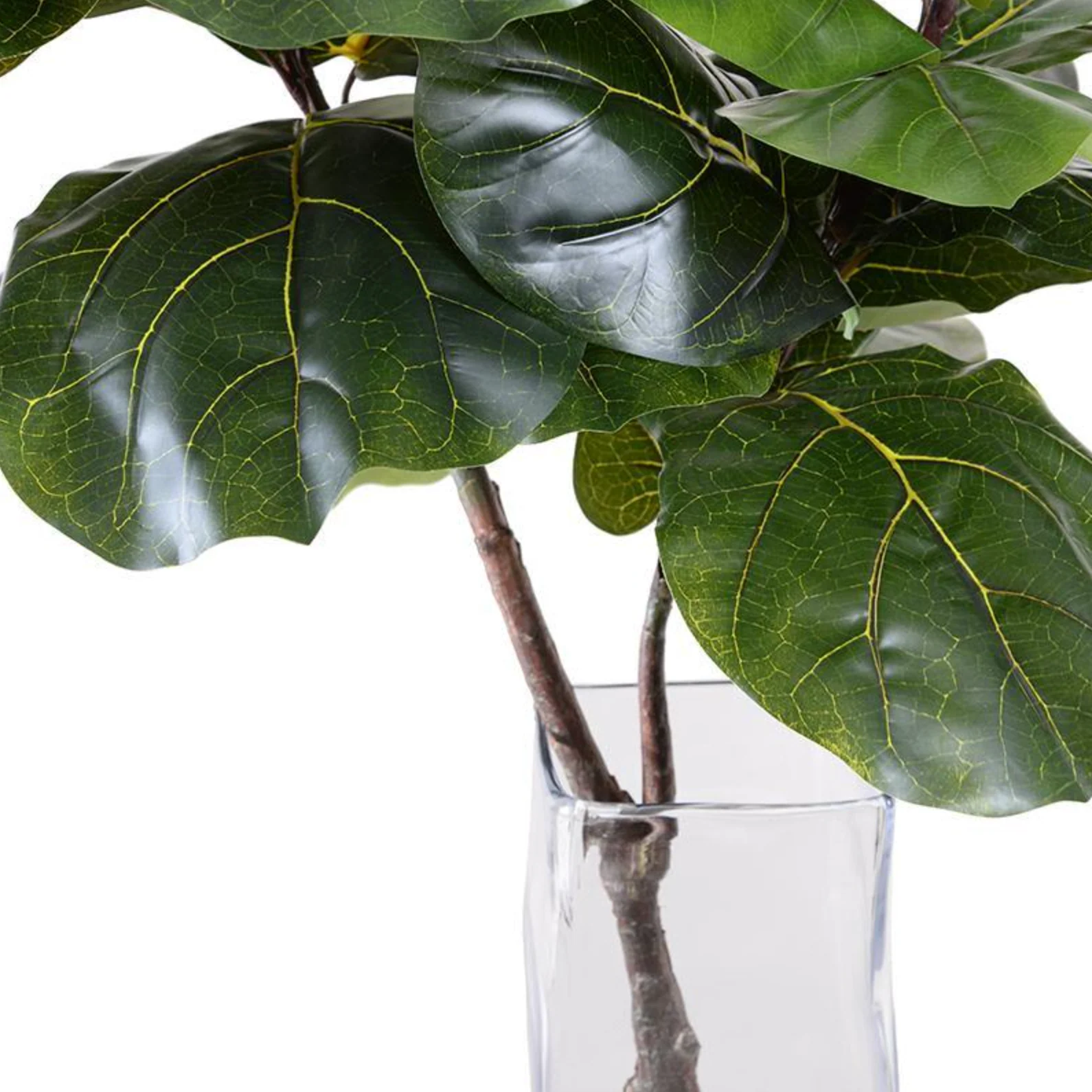 Fiddle Leaf Fig in Glass - Image 3