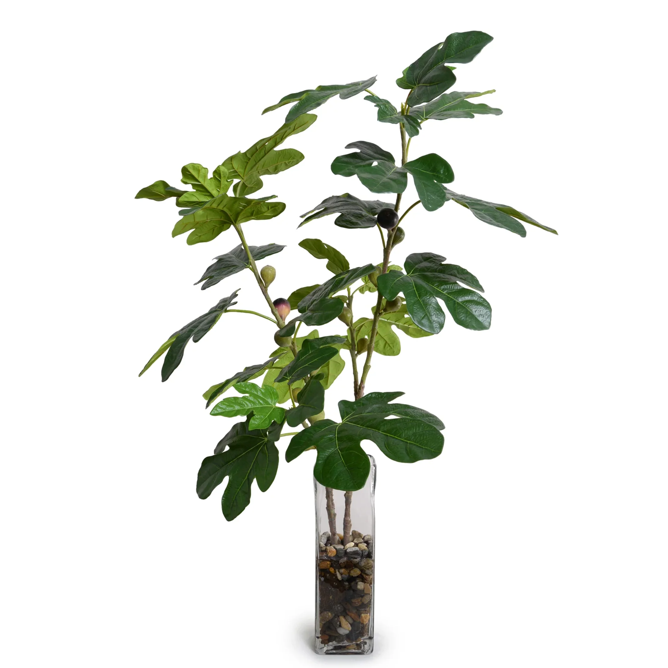 Fig Branches w/ Fruits in Glass - Image 1