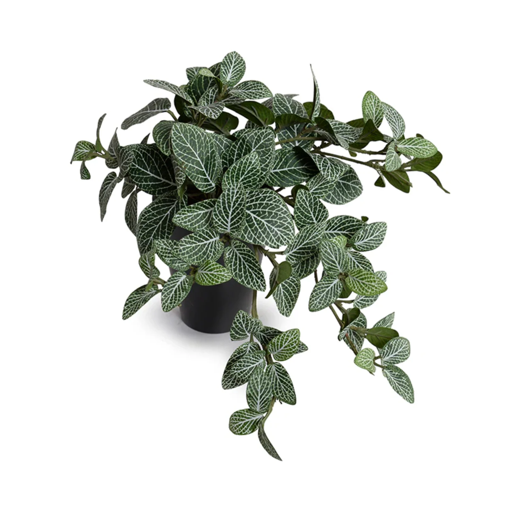 Fittonia Plant in Ceramic Vase - Image 1