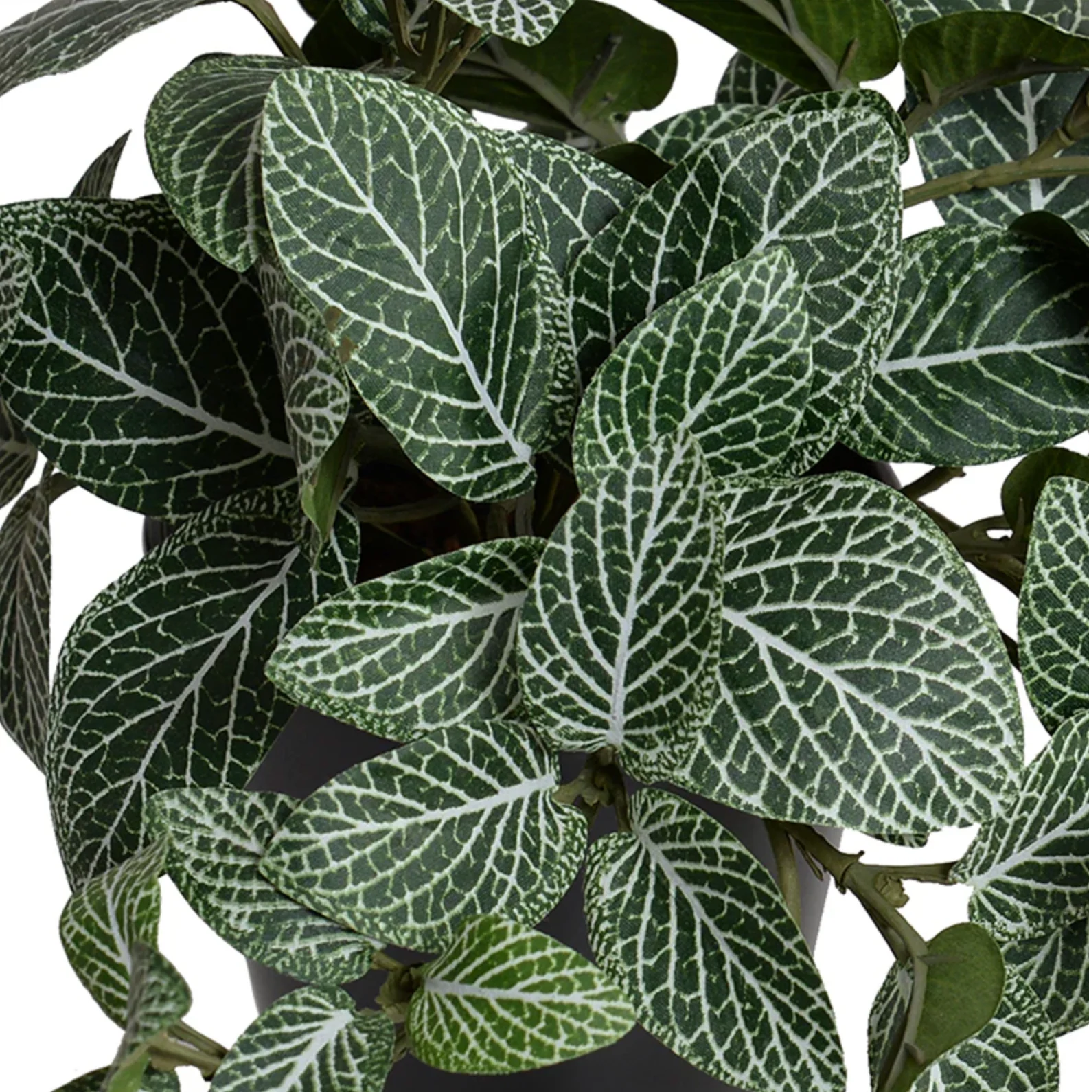 Fittonia Plant in Ceramic Vase - Image 2