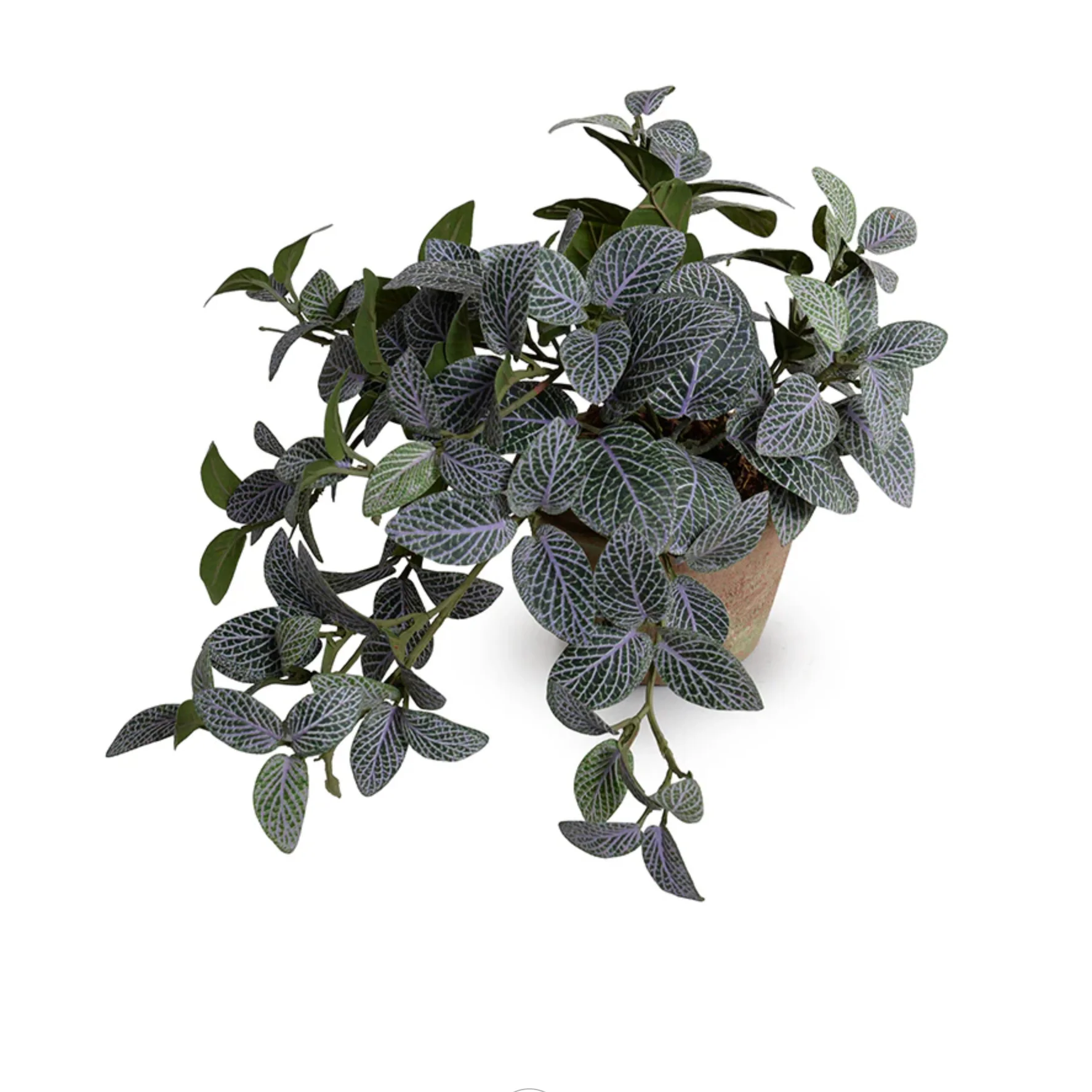 Fittonia Plant in Clay Pot - Image 1