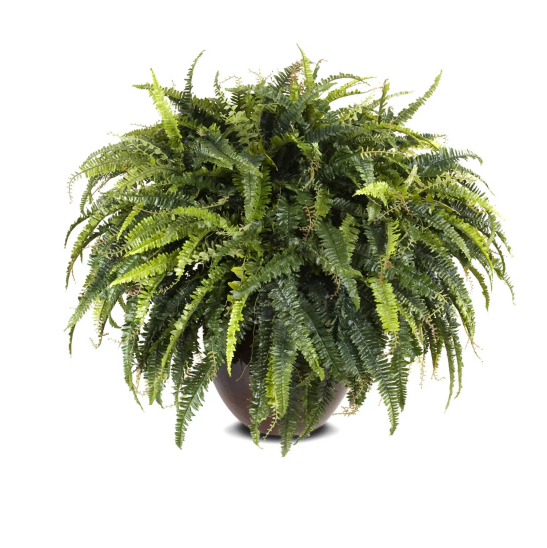 Forest Fern - Image 1