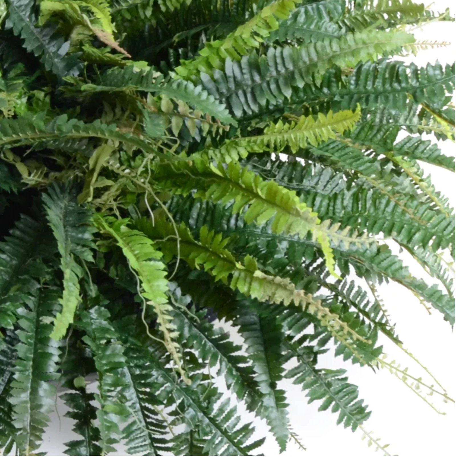 Forest Fern - Image 2