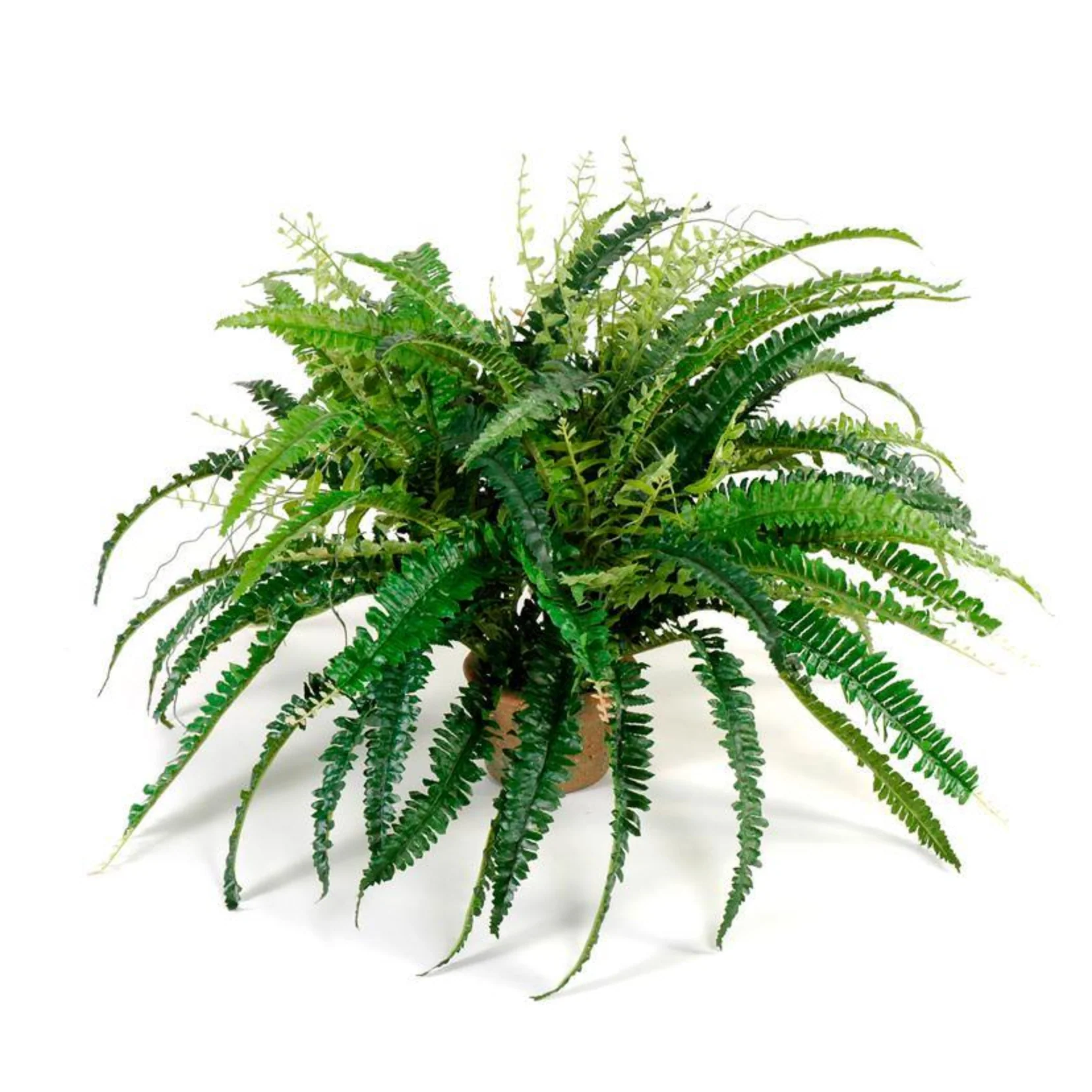 Forest Fern in Terracotta - Image 1