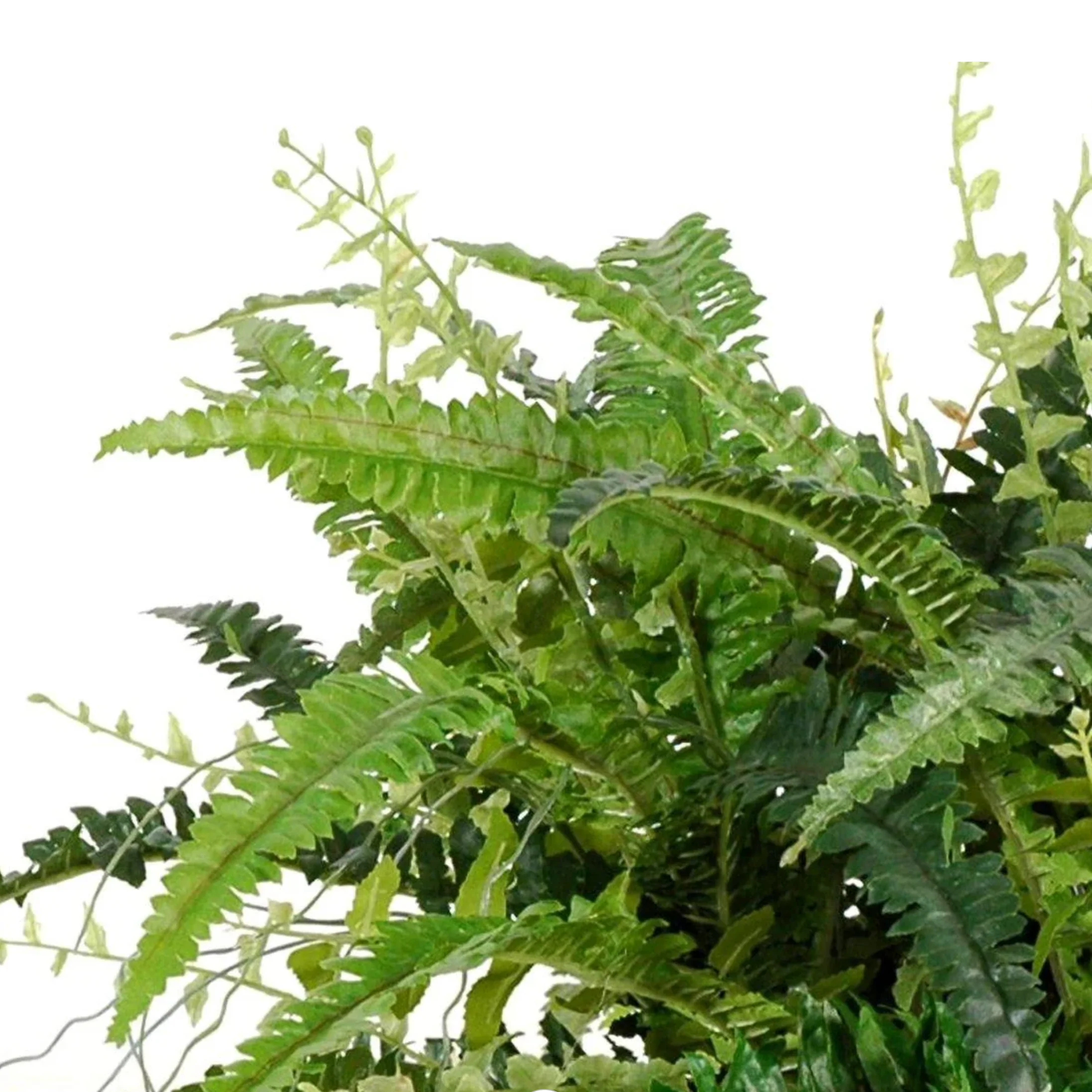 Forest Fern in Terracotta - Image 2
