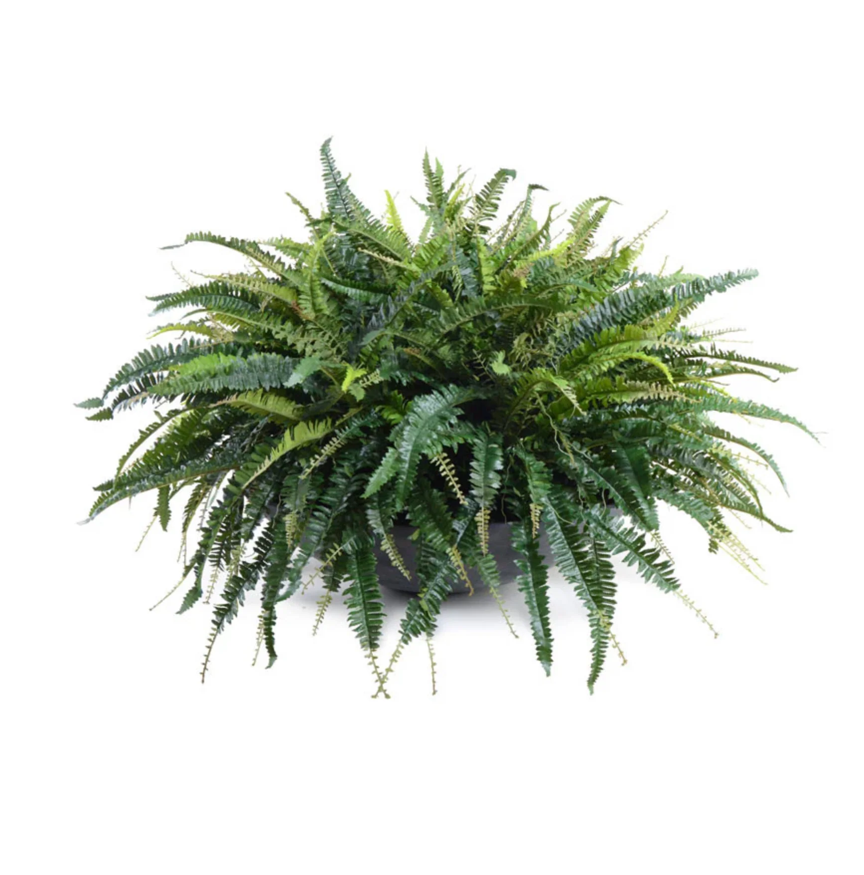 Forest Fern in Bowl - Image 1