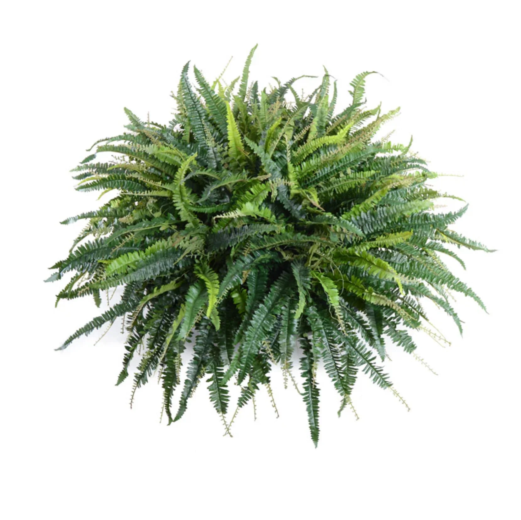 Forest Fern in Bowl - Image 2