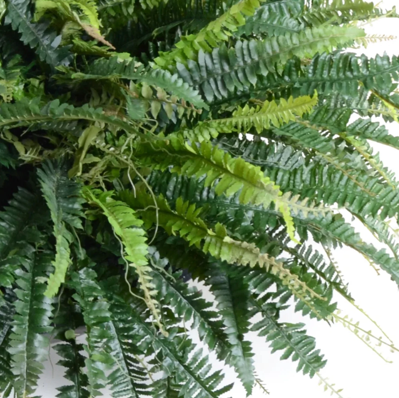 Forest Fern in Bowl - Image 3