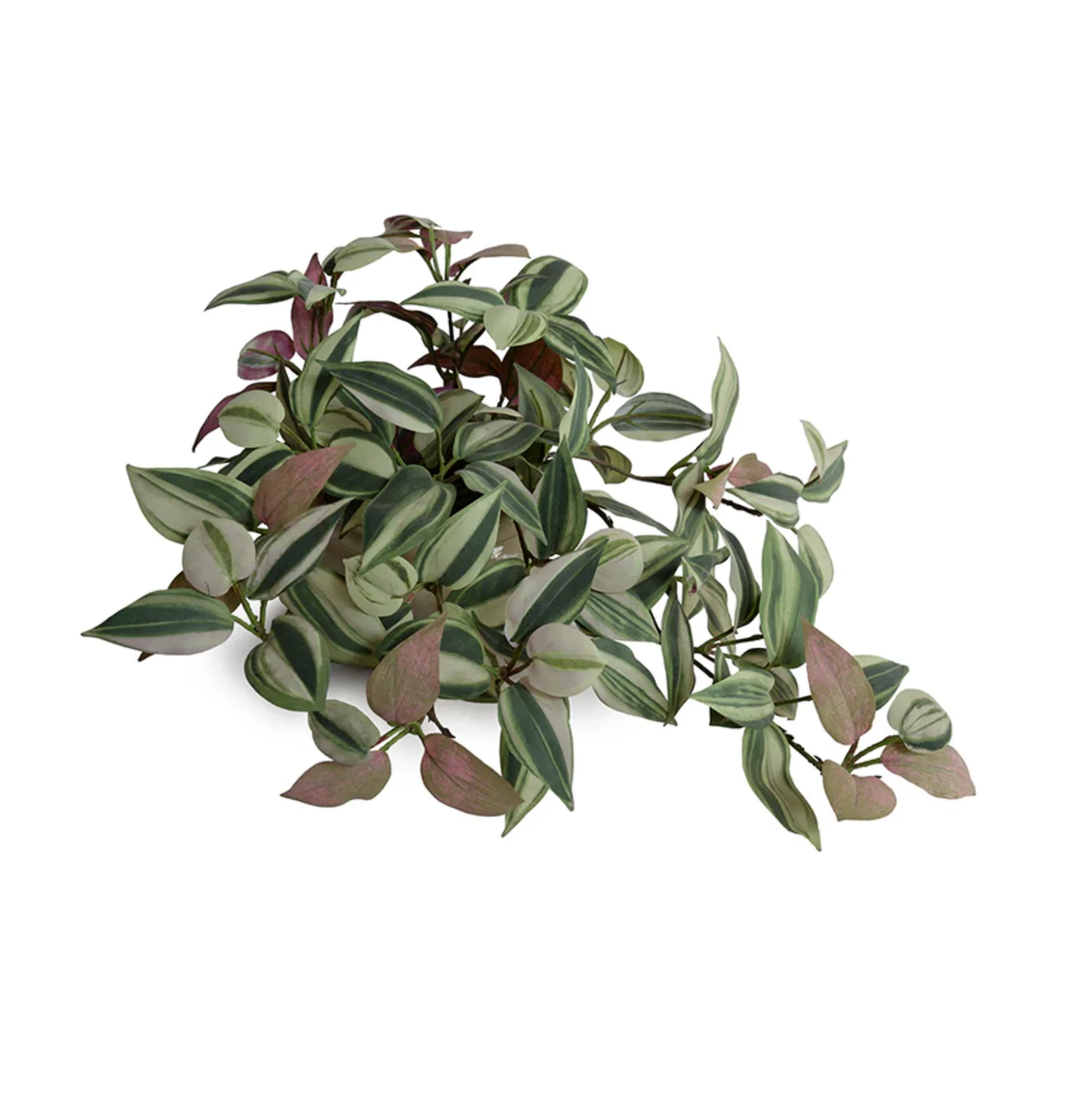 Inch Plant in ceramic pot - Image 1