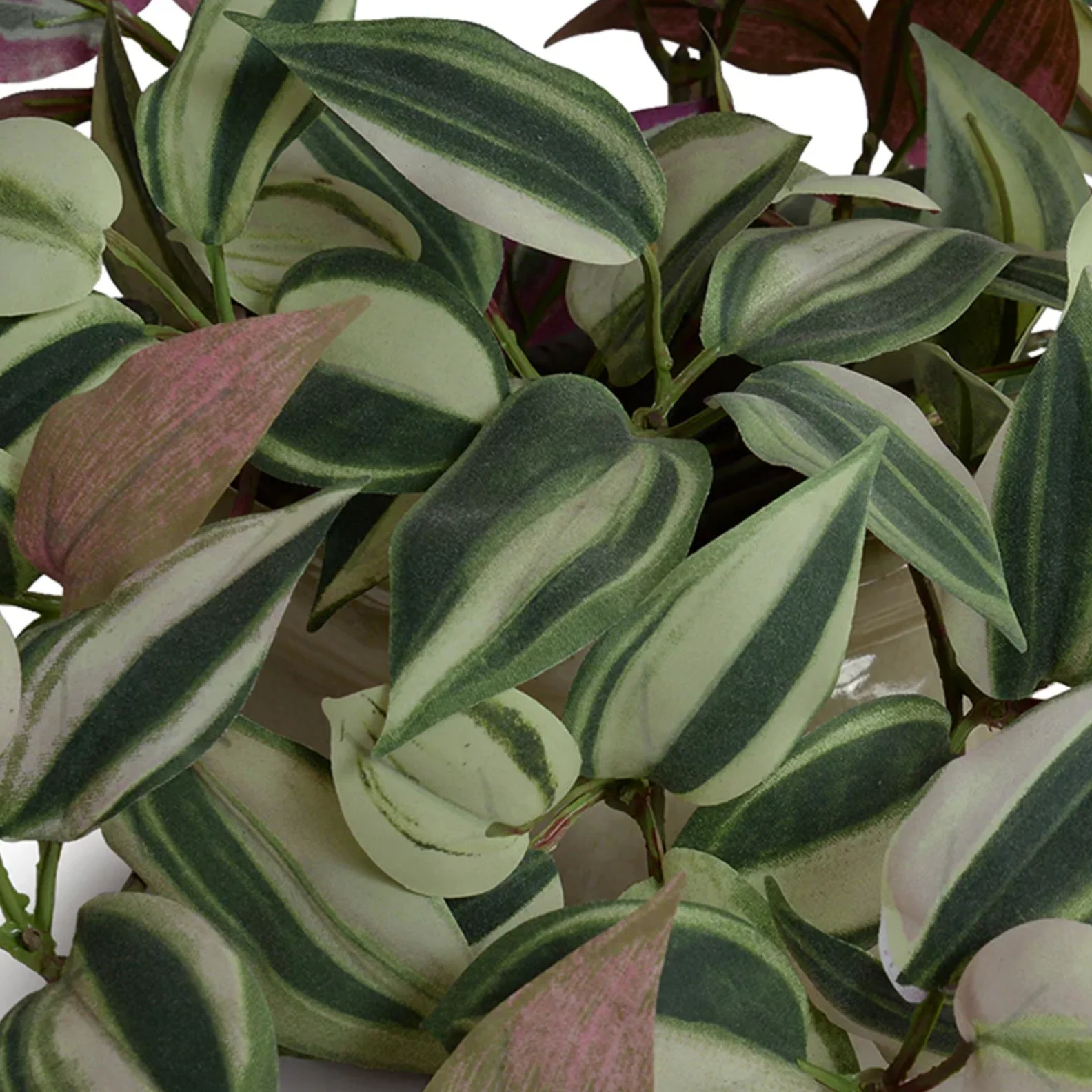 Inch Plant in ceramic pot - Image 2