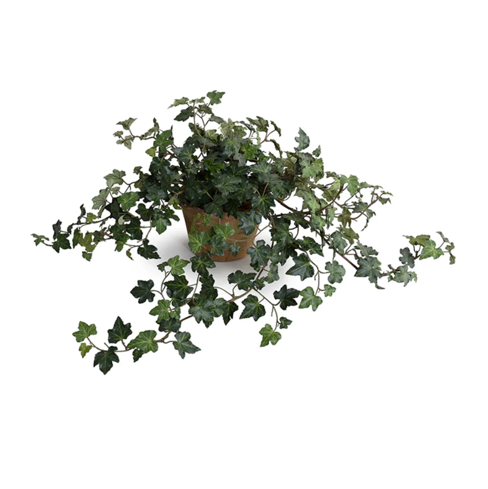 Ivy Plant in clay pot - Image 1