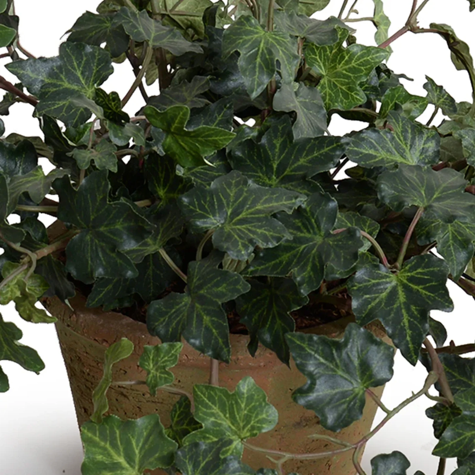 Ivy Plant in clay pot - Image 2