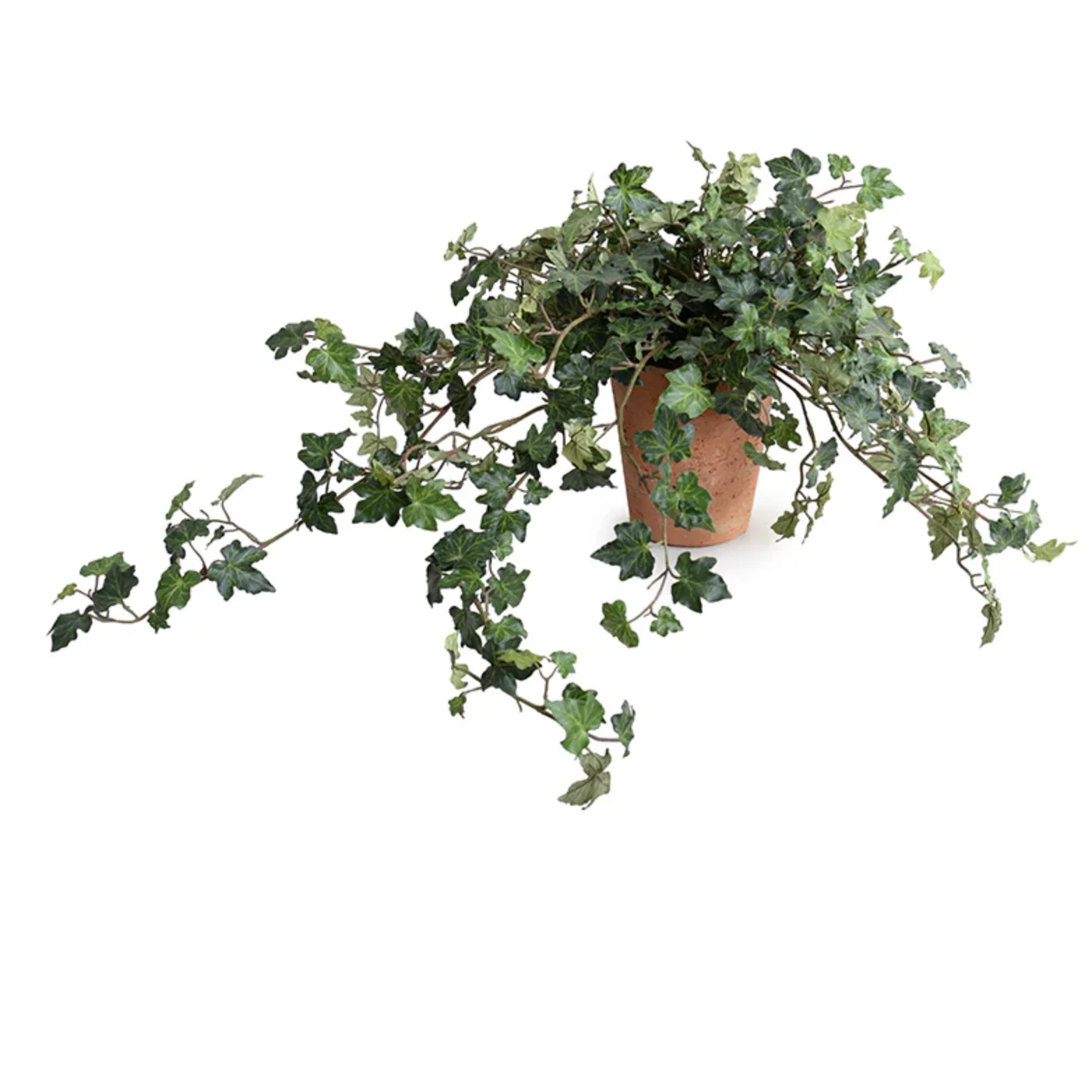 Ivy Plant in Terracotta Tom pot - Image 1