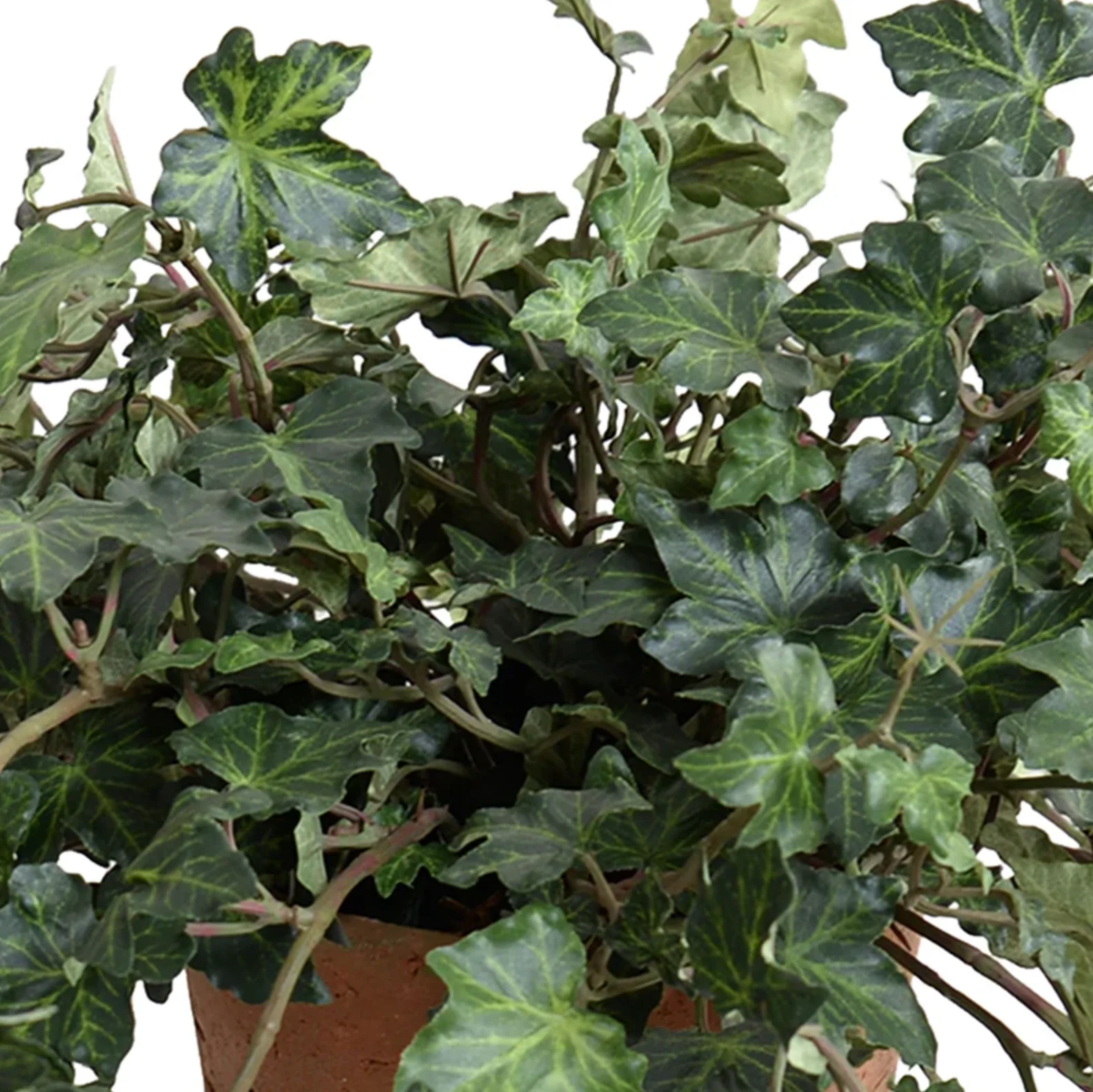 Ivy Plant in Terracotta Tom pot - Image 2