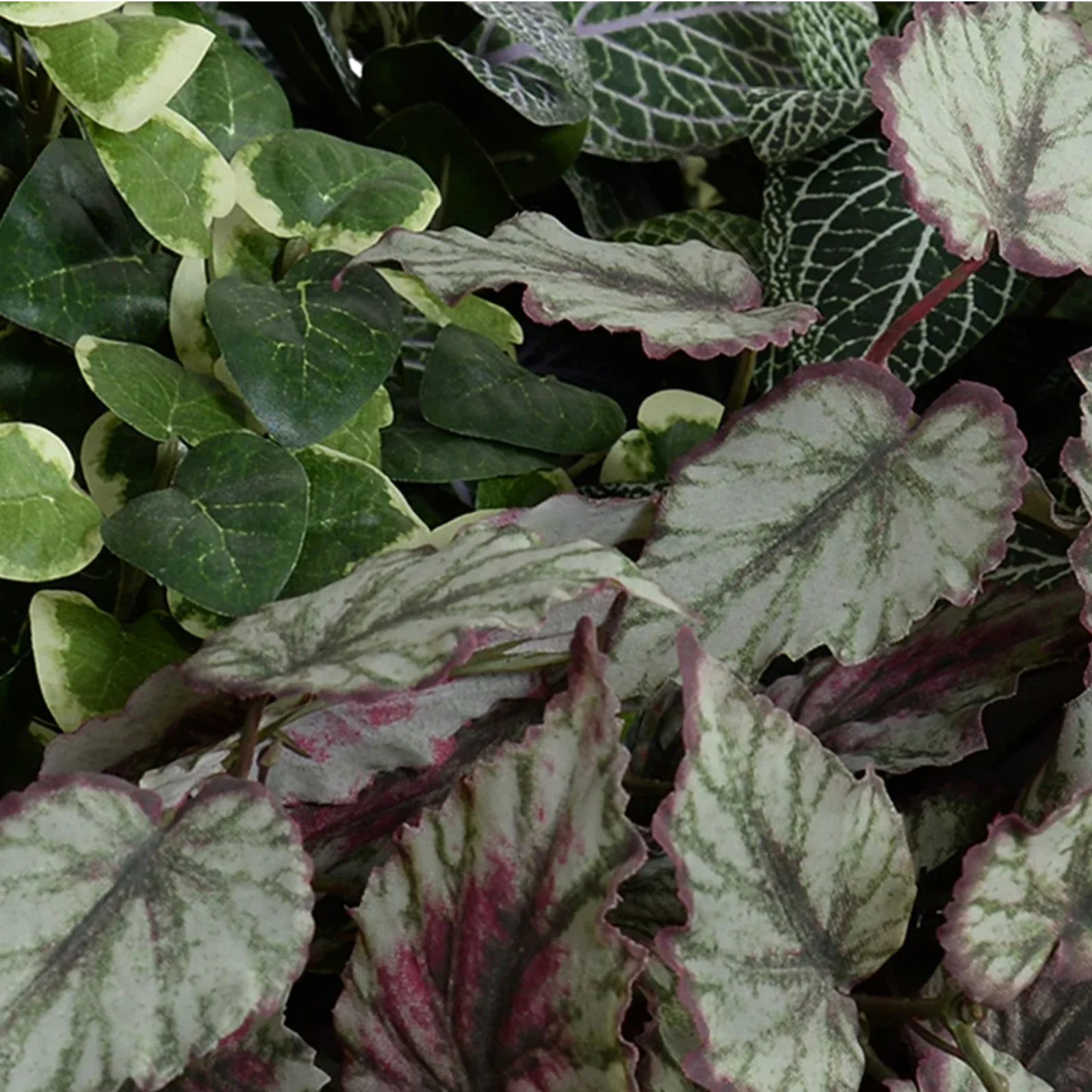 Ivy, Pumila, Begonia, Fittonia in clay bowl - Image 2
