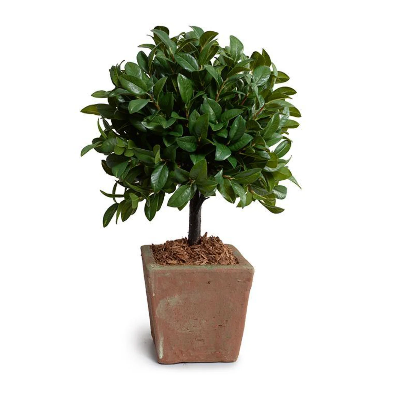 Laurel Leaf Topiary in Terracotta - Image 1